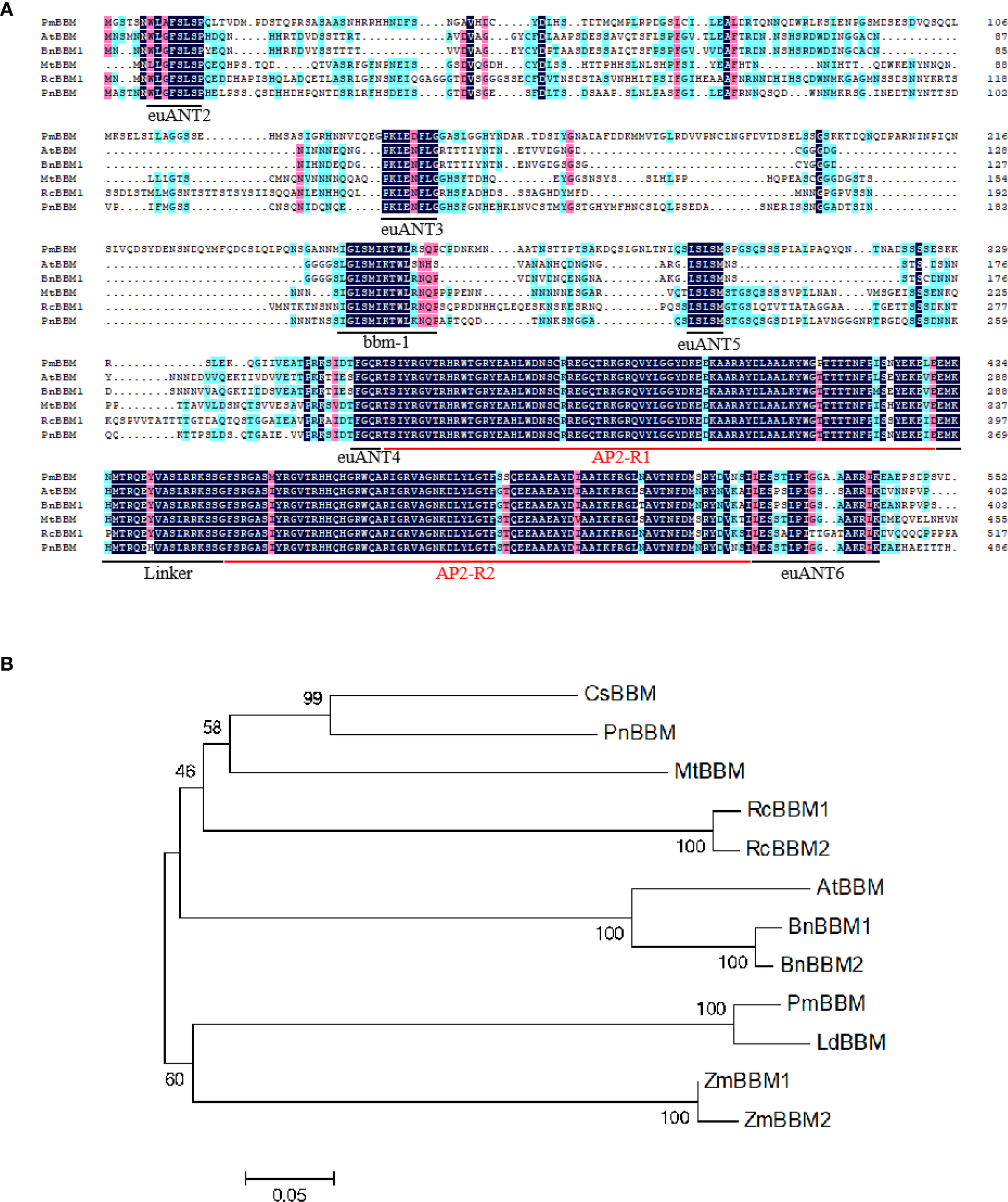 Panel A shows a multiple sequence alignment of different BBM proteins. Conserved regions are highlighted with various colors, indicating sequence similarities. Specific motifs such as euANT2, euANT3, AP2-R1, and AP2-R2 are labeled. Panel B displays a phylogenetic tree, outlining the evolutionary relationships among BBM proteins from various species, with bootstrap values indicated at the nodes for support.