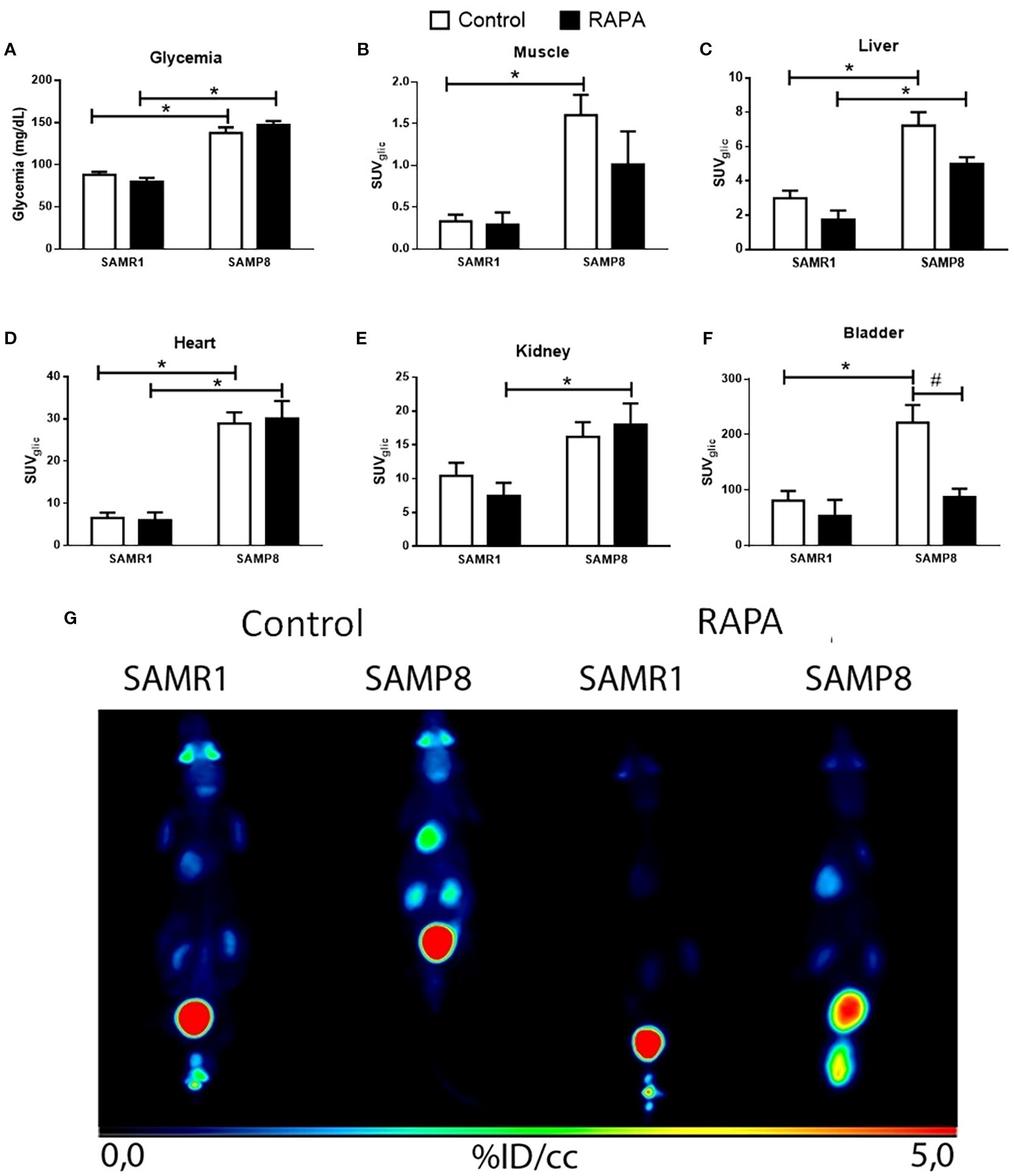 Graphs and an imaging scan compare control and RAPA-treated groups in SAMR1 and SAMP8 models. Panels A to F quantify glycemia and standardized uptake values (SUV) for muscle, liver, heart, kidney, and bladder. Significant differences are indicated by asterisks. Panel G shows colored imaging scans for SAMR1 and SAMP8 in both groups, with a color scale from blue (low) to red (high) indicating uptake levels.