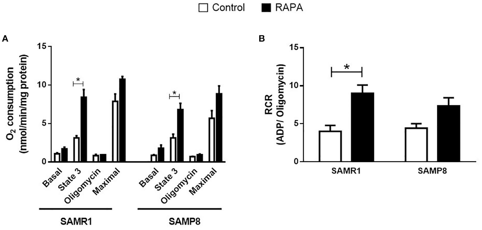 Bar graphs show the effects of a treatment, labeled as RAPA, on oxygen consumption and respiratory control ratio in SAMR1 and SAMP8 groups. In both panels, black bars represent RAPA-treated groups, while white bars are controls. Panel A displays significant increases in oxygen consumption in the RAPA group for State 3 respiration compared to control. Panel B shows a significant increase in respiratory control ratio in the SAMR1 group with RAPA treatment. Statistical significance is indicated by asterisks.