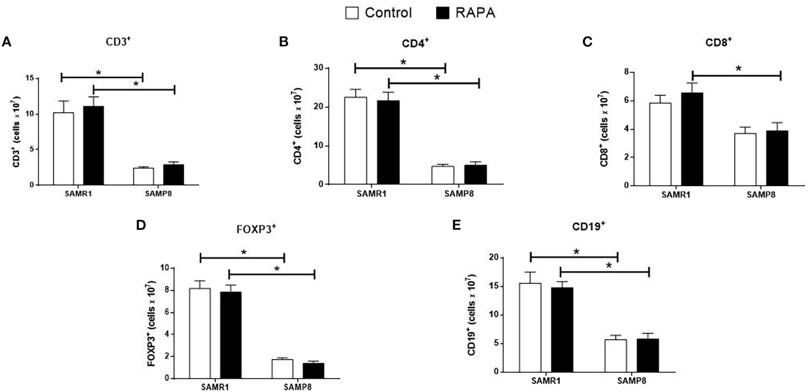 Bar graphs labeled A to E compare cell counts between SAMR1 and SAMP8 mice under control and RAPA conditions. Graph A shows CD3⁺ cells, B shows CD4⁺, C shows CD8⁺, D shows FOXP3⁺, and E shows CD19⁺. Significant differences are marked with asterisks between conditions and genotypes. Control bars are white, RAPA bars are black.