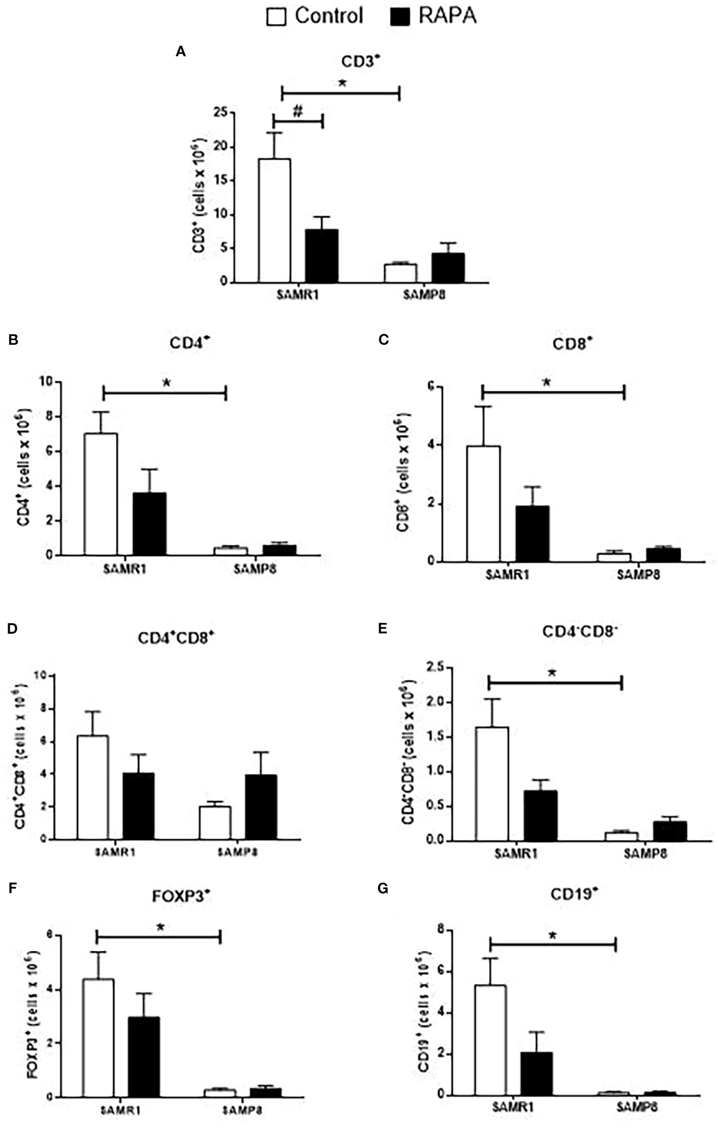 Bar graphs labeled A to G compare cell counts in SAMR1 and SAMP8 groups under control and RAPA conditions. Each graph measures different cell types: CD3, CD4, CD8, CD4/CD8, CD4/CD8-negative, FOXP3, and CD19. Control groups consistently show higher cell counts than RAPA-treated groups, with statistical significance indicated by asterisks.