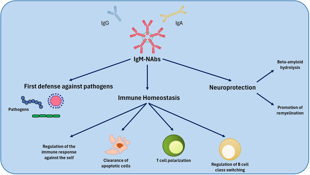 Diagram illustrating the role of IgM-NAbs in immune defense and neuroprotection. It shows IgM-NAbs contributing to the first defense against pathogens and promoting immune homeostasis through regulation against self, clearance of apoptotic cells, T cell polarization, and regulation of B cell class switching. Neuroprotective roles include beta-amyloid hydrolysis and promotion of remyelination. IgG and IgA are also depicted.