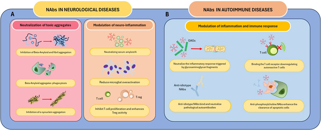 Diagram comparing the roles of natural antibodies (NAbs) in neurological and autoimmune diseases. Section A outlines NAbs in neurological diseases, highlighting their roles in neutralizing toxic aggregates, such as inhibition of beta-amyloid and alpha-synuclein aggregation, and modulating neuroinflammation by reducing microglial overactivation. Section B focuses on NAbs in autoimmune diseases, emphasizing their role in modulating inflammation and immune response, neutralizing glycosaminoglycan-triggered inflammation, and enhancing apoptotic cell clearance.