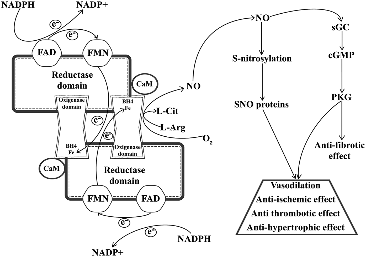 Diagram illustrating the nitric oxide (NO) synthesis process. NADPH donates electrons to FAD and FMN in the reductase domain, then to the oxygenase domain, forming NO from L-Arginine (L-Arg) and oxygen (O2). NO undergoes S-nitrosylation, affecting SNO proteins. It also activates soluble guanylate cyclase (sGC) to produce cyclic GMP (cGMP), which activates protein kinase G (PKG), leading to anti-fibrotic effects. Outcomes include vasodilation, anti-ischemic, anti-thrombotic, and anti-hypertrophic effects.
