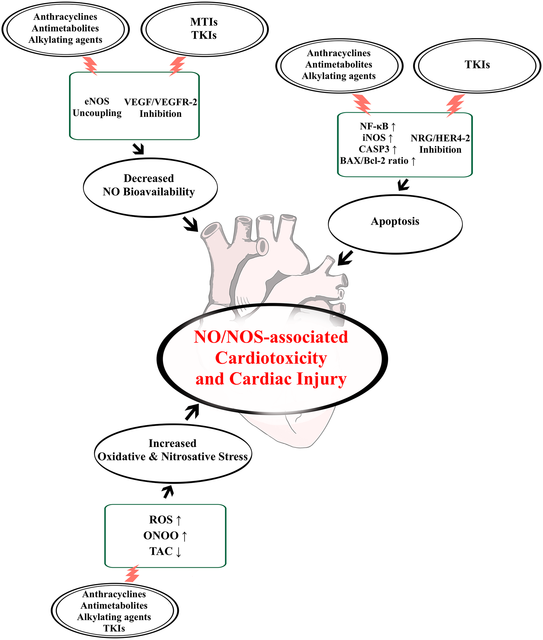 Flowchart illustrating the pathways leading to NO/NOS-associated cardiotoxicity and cardiac injury. It shows how drugs like anthracyclines and TKIs cause decreased NO bioavailability, apoptosis, and increased oxidative stress, ultimately leading to cardiac injury.