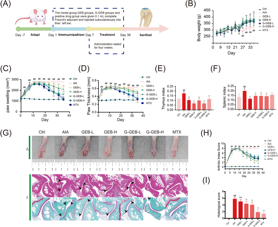 Diagram showing a study on the effects of GEB treatments on arthritis in mice. (A) Experimental timeline. (B) Body weight changes. (C) Paw swelling over time. (D) Paw thickness. (E) Thymus index. (F) Splenic index. (G) Images of mouse paws and histological sections. (H) Arthritic index score over time. (I) Histological score. Data compare control, AIA, GEB-L, GEB-H, G-GEB-L, G-GEB-H, and MTX treatments.