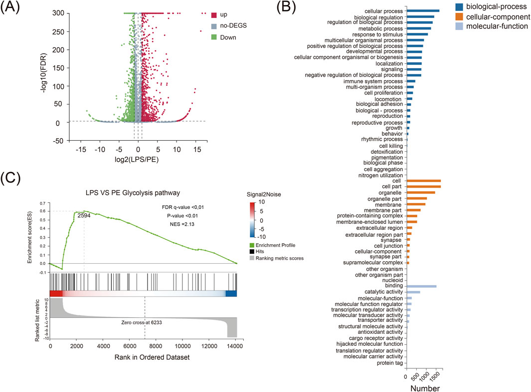 (A) A volcano plot showing gene expression changes, with red, blue, and green points indicating upregulated, no differential expression, and downregulated genes, respectively. (B) Bar chart categorizing gene ontology terms into biological processes, cellular components, and molecular functions, color-coded in blue, orange, and gray. (C) Enrichment plot for the LPS versus PE glycolysis pathway, presenting enrichment scores with key statistics: FDR q-value, p-value, and normalized enrichment score.