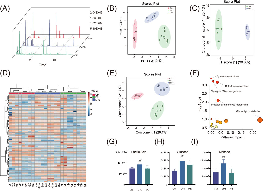 (A) Graph showing chromatogram peaks over time for Ctrl, LPS, and PE groups. (B, E) PCA score plots differentiating Ctrl, PE, and LPS groups. (C) Orthogonal T score plot contrasting PE and LPS. (D) Heatmap depicting expression levels across samples and groups. (F) Bubble plot indicating metabolic pathway impacts, highlighting pyruvate and galactose metabolism. (G-I) Bar graphs comparing levels of lactic acid, glucose, and maltose among Ctrl, LPS, and PE groups, with statistical significance indicated.