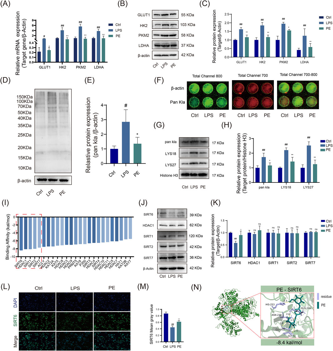 Multiple panels showing biochemical analyses: (A) Bar graph of relative mRNA expression for GLUT1, HK2, PKM2, LDHA in control, LPS, and PE groups. (B) Western blots for GLUT1, HK2, PKM2, LDHA, and β-actin. (C) Bar graph of relative protein expression. (D) Protein gel with bands and β-actin control in control, LPS, PE groups. (E) Bar graph of protein expression relative to β-actin. (F) Immunofluorescence images showing β-actin and Pan Kla expression. (G) Western blots for pan Klα, LYS18, LYS27 with histone H3 control. (H) Bar graph of relative protein expression for histone targets. (I) Graph of binding affinity interactions. (J) Western blots for SIRT6, HDAC1, SIRT1, SIRT2, SIRT7. (K) Bar graph of relative protein expression for SIRT and HDAC1. (L) Immunofluorescence images with DAPI and SIRT6 staining, and merged images. (M) Bar graph of SIRT6 MeanGray value. (N) Molecular docking image, illustrating binding site and affinity of PE with SIRT6, showing a binding energy of -8.4 kcal/mol.