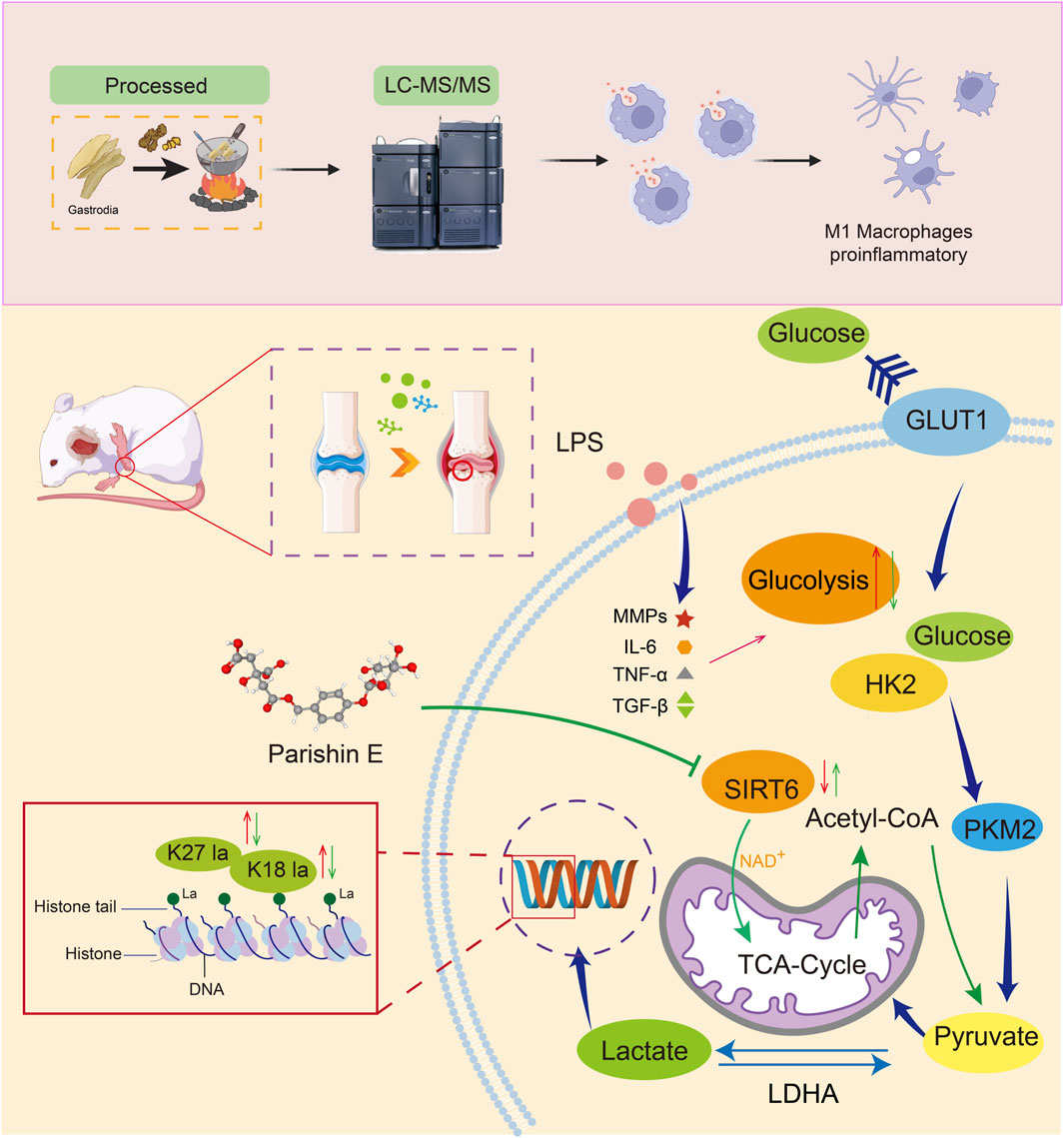 Illustration showing the process of using Gastrodia to influence proinflammatory M1 macrophages. The top section depicts Gastrodia processed through LC-MS/MS, leading to the impact on macrophages. The bottom section details the effect on a mouse model, showing knee inflammation reduction. It highlights Parishin E's role in histone modification and metabolic pathways involving glucose uptake (GLUT1), glycolysis, PKM2, SIRT6, and TCA cycle, with a focus on lactate production and inflammatory markers (MMPs, IL-6, TNF-α, TGF-β).