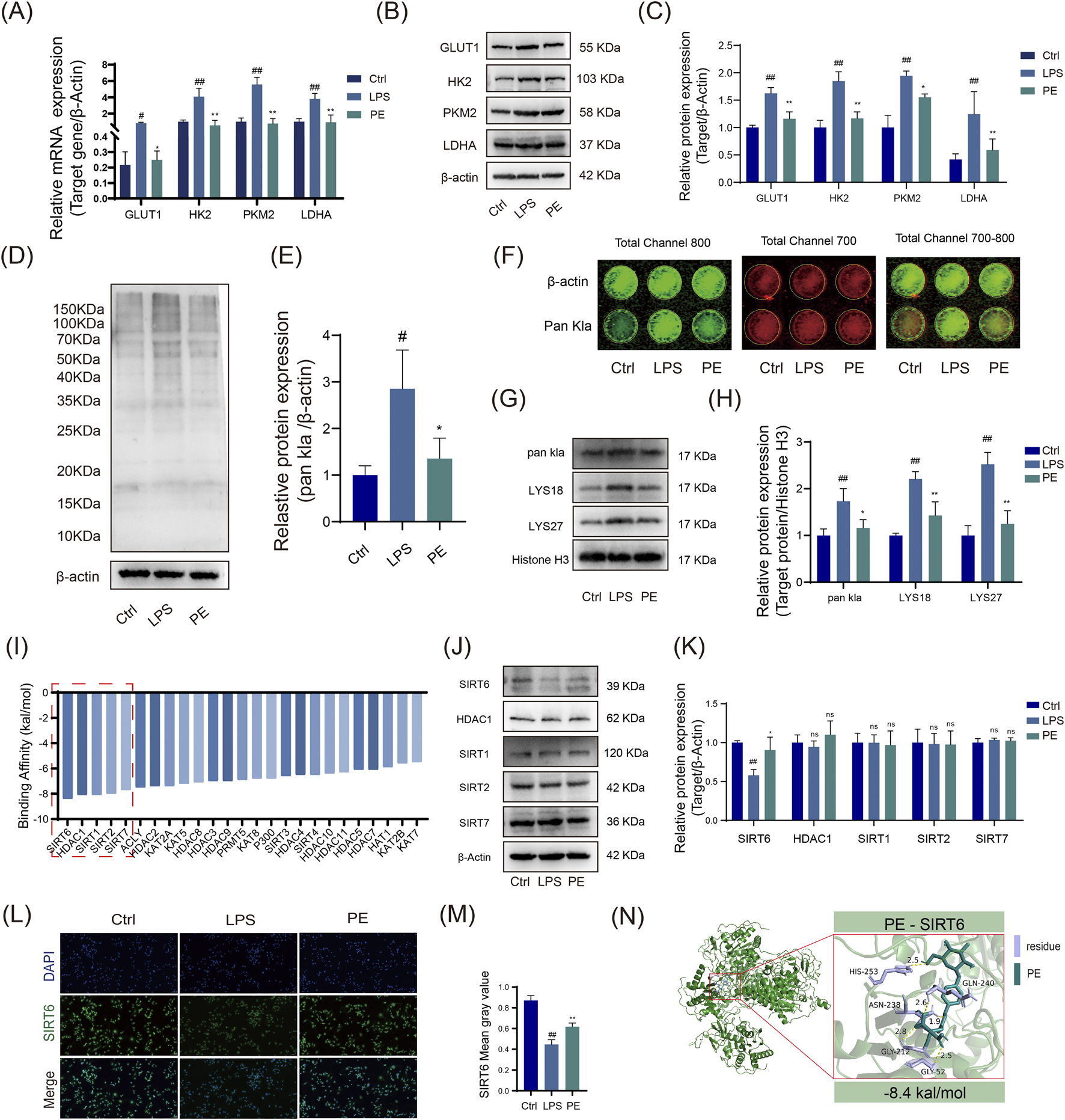 Multiple panels showing biochemical analyses: (A) Bar graph of relative mRNA expression for GLUT1, HK2, PKM2, LDHA in control, LPS, and PE groups. (B) Western blots for GLUT1, HK2, PKM2, LDHA, and β-actin. (C) Bar graph of relative protein expression. (D) Protein gel with bands and β-actin control in control, LPS, PE groups. (E) Bar graph of protein expression relative to β-actin. (F) Immunofluorescence images showing β-actin and Pan Kla expression. (G) Western blots for pan Klα, LYS18, LYS27 with histone H3 control. (H) Bar graph of relative protein expression for histone targets. (I) Graph of binding affinity interactions. (J) Western blots for SIRT6, HDAC1, SIRT1, SIRT2, SIRT7. (K) Bar graph of relative protein expression for SIRT and HDAC1. (L) Immunofluorescence images with DAPI and SIRT6 staining, and merged images. (M) Bar graph of SIRT6 MeanGray value. (N) Molecular docking image, illustrating binding site and affinity of PE with SIRT6, showing a binding energy of -8.4 kcal/mol.
