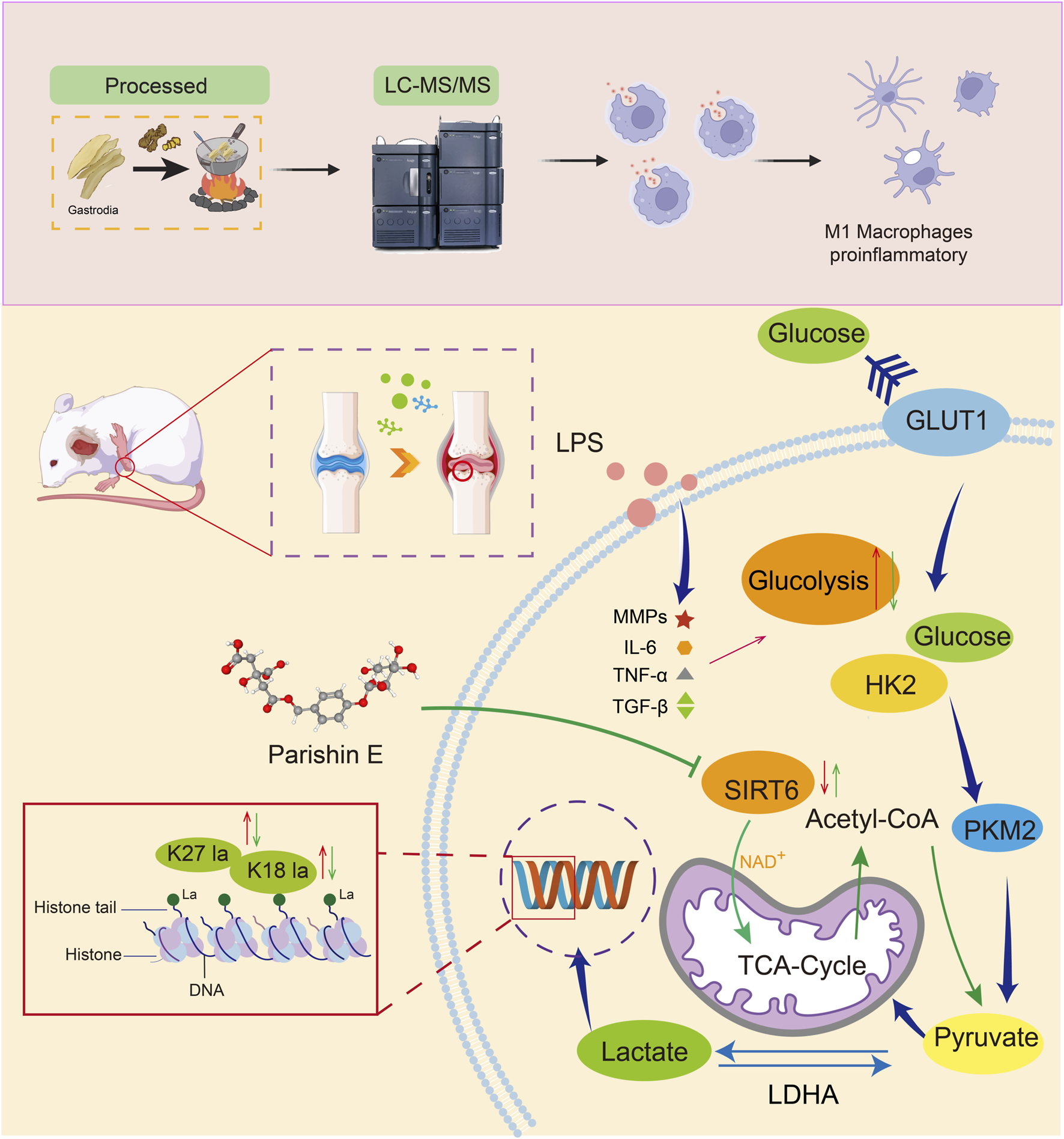 Illustration showing the process of using Gastrodia to influence proinflammatory M1 macrophages. The top section depicts Gastrodia processed through LC-MS/MS, leading to the impact on macrophages. The bottom section details the effect on a mouse model, showing knee inflammation reduction. It highlights Parishin E's role in histone modification and metabolic pathways involving glucose uptake (GLUT1), glycolysis, PKM2, SIRT6, and TCA cycle, with a focus on lactate production and inflammatory markers (MMPs, IL-6, TNF-α, TGF-β).
