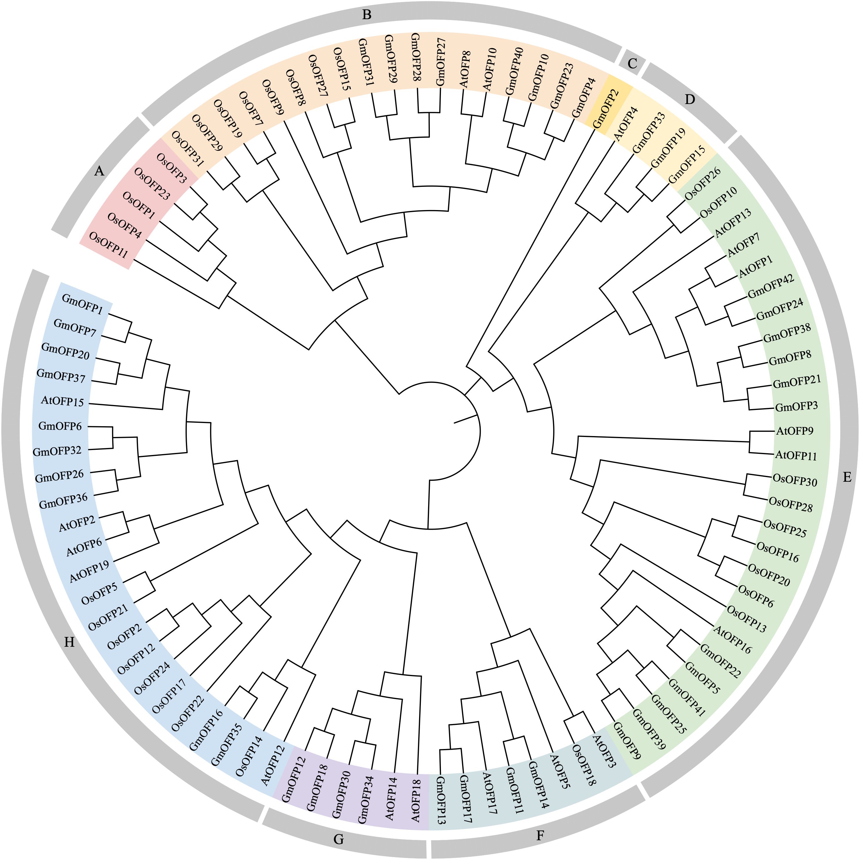 Circular phylogenetic tree diagram with genes labeled around the perimeter, segmented into eight color-coded groups (A to H). Each group represents different gene families, highlighting evolutionary relationships.