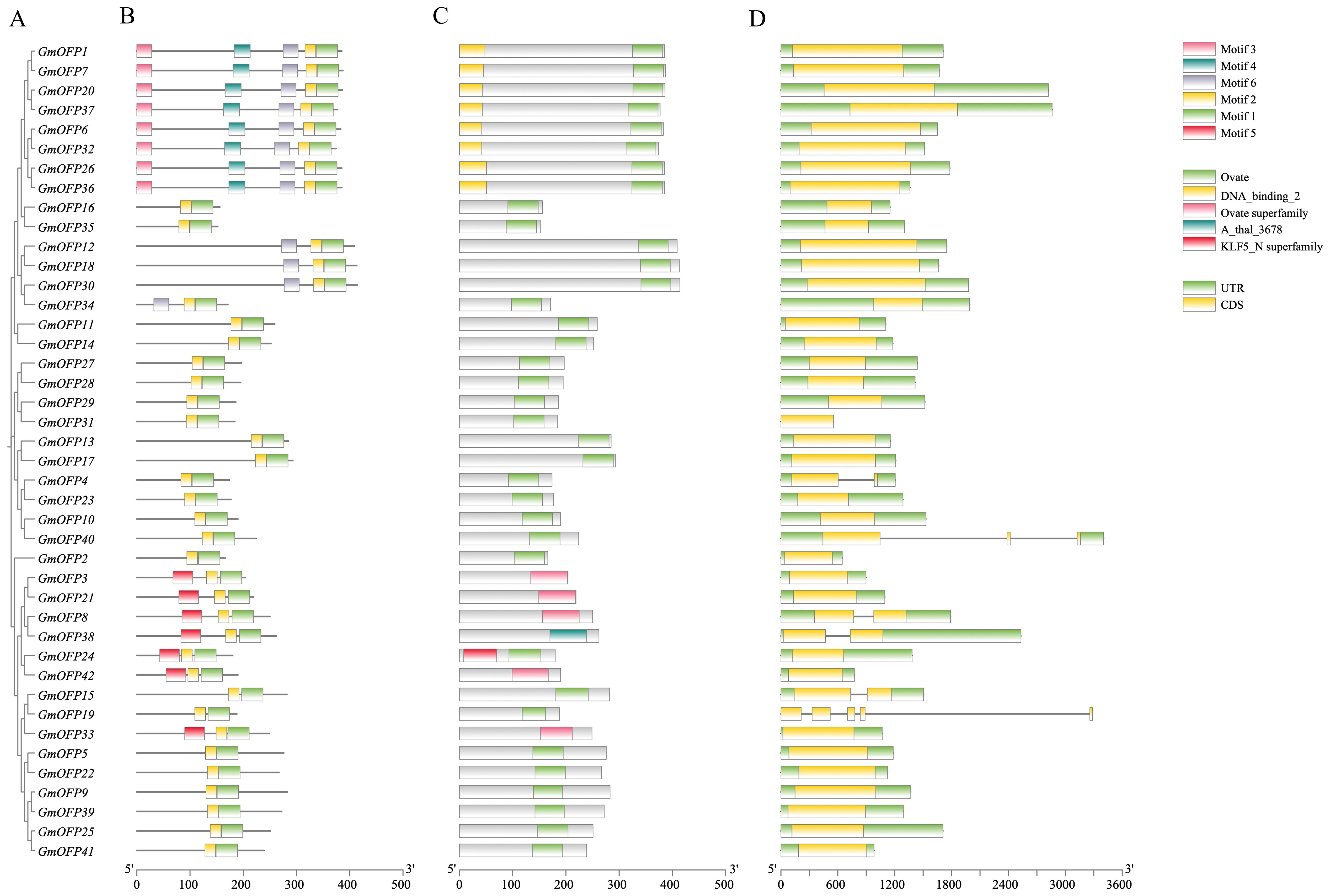 Gene structure diagrams of various GmOFP genes. Panel A shows gene names, B illustrates motif sequences with a color key for Motifs 1-6, C displays domain structures with a color key for Ovate-related domains, and D shows exon-intron structures marked by green for UTR and yellow for CDS. Horizontal bars represent gene lengths.