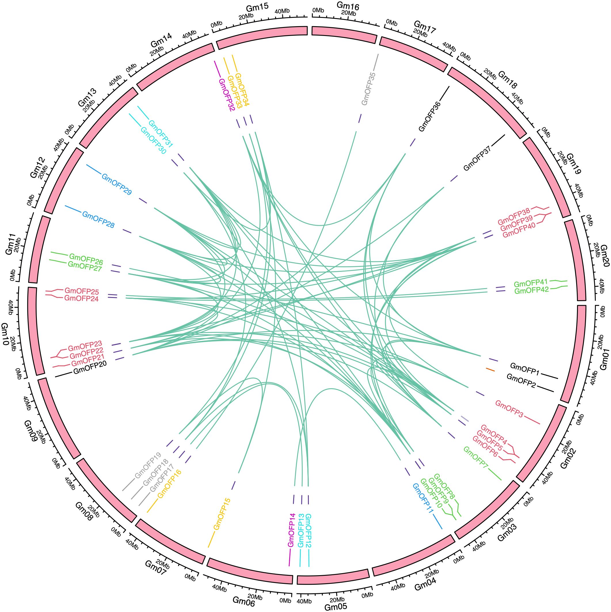 Circular diagram depicting genetic relationships among various Gm genes on chromosomes labeled Gm01 to Gm20. Colored lines connect genes, indicating interactions or similarities. Gene names, such as GmOFP39 and GmOFP22, are distributed around the circle, with colored lines linking them. Chromosomes are marked in pink bands with megabase scales.
