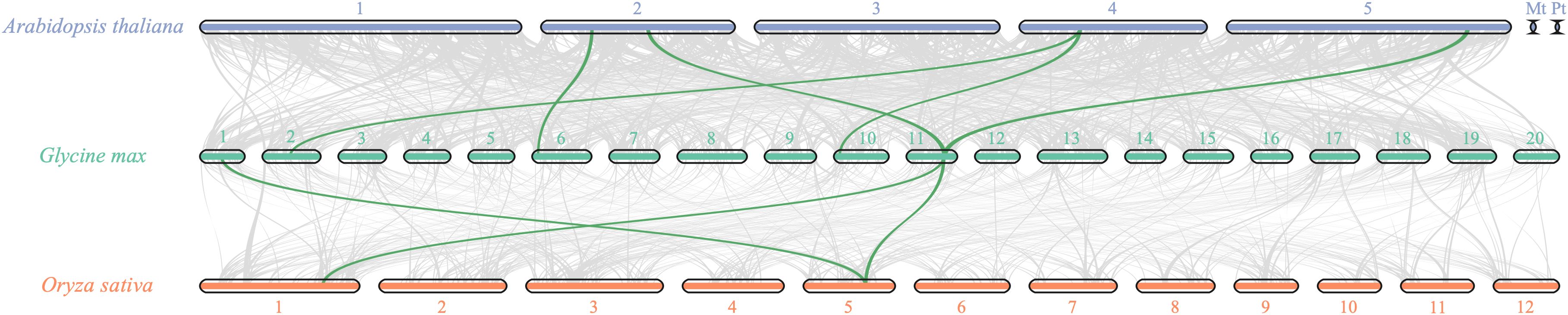 Comparison diagram showing synteny between chromosomes of Arabidopsis thaliana, Glycine max, and Oryza sativa. Chromosome segments are color-coded and connected with lines representing genomic relationships.