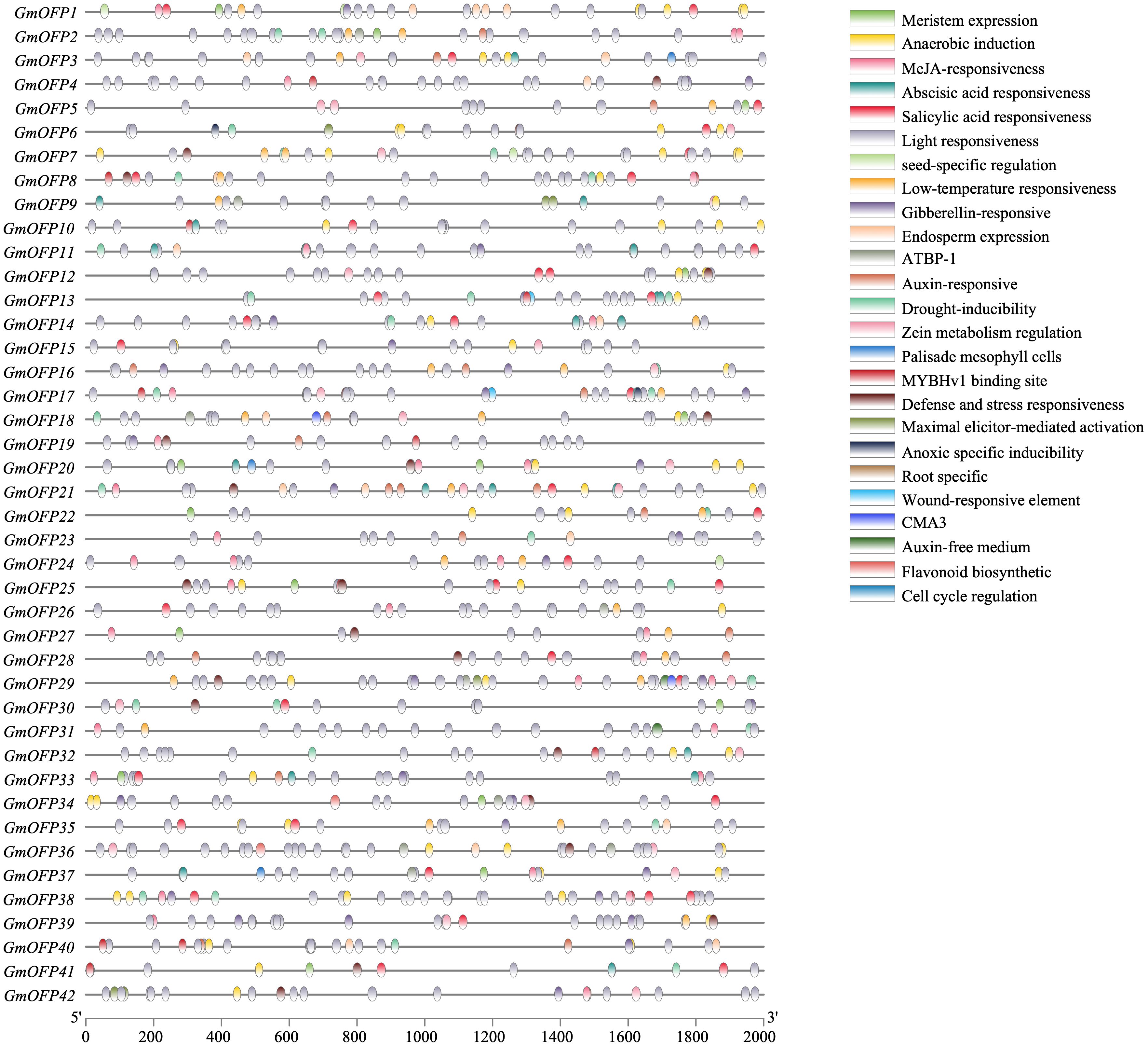 Diagram showing the distribution of various gene expressions across GmOFP family members on a horizontal axis from 0 to 2000, with each gene activity marked by distinct colored dots. A legend on the right identifies 25 themes like “Meristem expression” and “Cell cycle regulation,” each with a unique color.