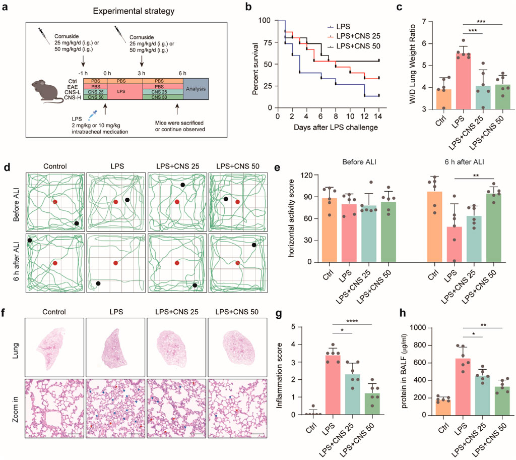 Scientific illustration depicting an experimental strategy on mice involving cornuside administration and LPS challenge. The image includes multiple panels: (a) a schematic of the experimental timeline, (b) a survival curve, (c) a bar graph showing lung weight ratio, (d) activity tracking before and after ALI, (e) a bar graph of horizontal activity scores, (f) lung tissue histology images, (g) a bar graph of inflammation scores, and (h) a bar graph of BALF protein levels. Statistical significance is indicated in various comparisons.