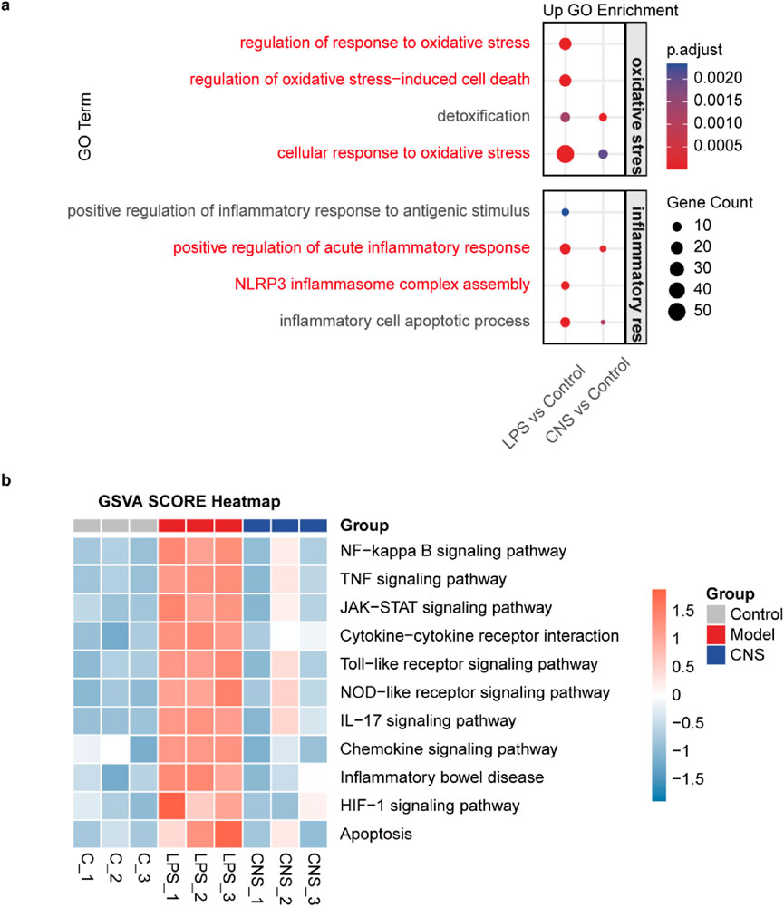 Panel a shows a dot plot of gene ontology (GO) enrichment for oxidative stress and inflammatory response, with significant terms highlighted in red. Panel b displays a heatmap of GSVA scores for various signaling pathways across control, LPS, and CNS groups. Red and blue indicate higher and lower scores, respectively.