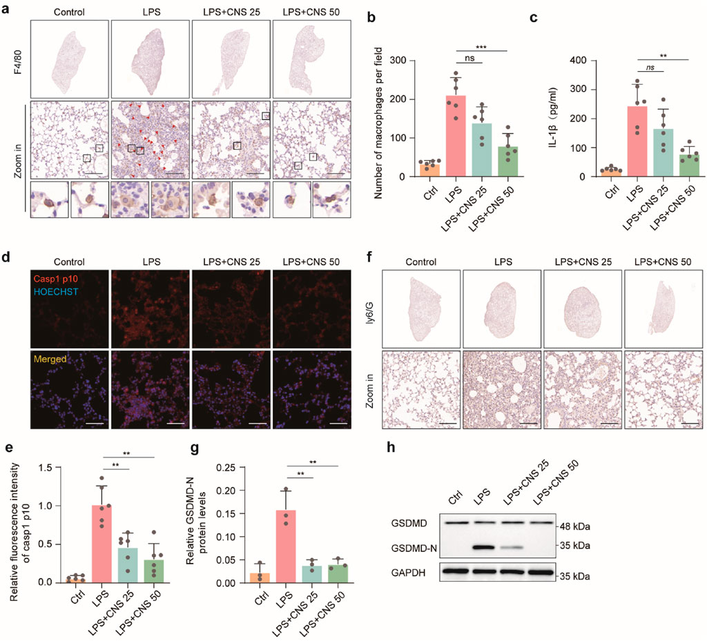 Panels (a) and (f) display tissue staining comparing control, LPS, and LPS+CNS (25 and 50) conditions with magnified sections showing cellular detail. Panel (b) shows a bar graph of the number of macrophages per field, revealing significant differences in response to treatments. Panel (c) presents IL-1β levels in pg/ml, indicating reduced levels with LPS+CNS treatments. Panel (d) illustrates fluorescence microscopy images showing Casp1 p10 and HOECHST staining and their merged view. Panel (e) shows a bar graph of relative fluorescence intensity of Casp1 p10. Panel (g) indicates relative GSDMD-N protein levels. Panel (h) presents a western blot analysis for GSDMD, GSDMD-N, and GAPDH across different treatments.