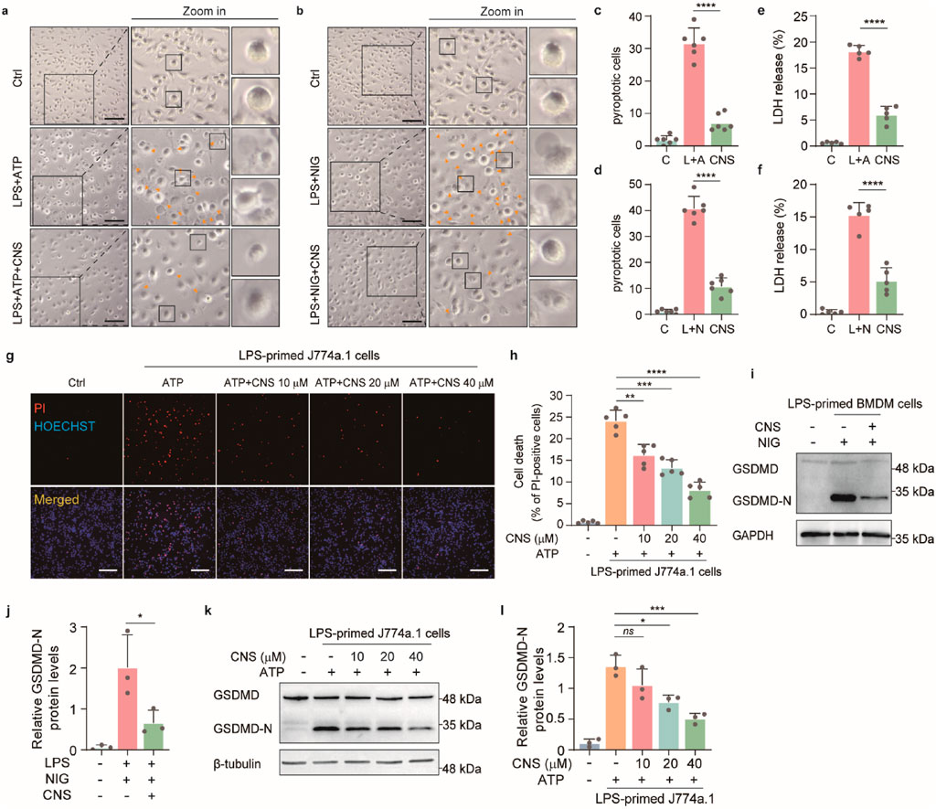 Microscopic and graphical data showing the effect of treatments on LPS-primed cells. Panels a and b display cell morphology under different conditions with detailed zoom-ins. Graphs c-f illustrate percentages of pyroptotic cells and LDH release, indicating statistical significance. Image g merges PI and Hoechst staining to show cell death, with varying concentrations of CNS. Graph h quantifies PI-positive cell death. Western blots in i and k show GSDMD and its cleaved form, GSDMD-N, with graph j and l quantifying protein levels. Statistical markers indicate significant differences among treatments.