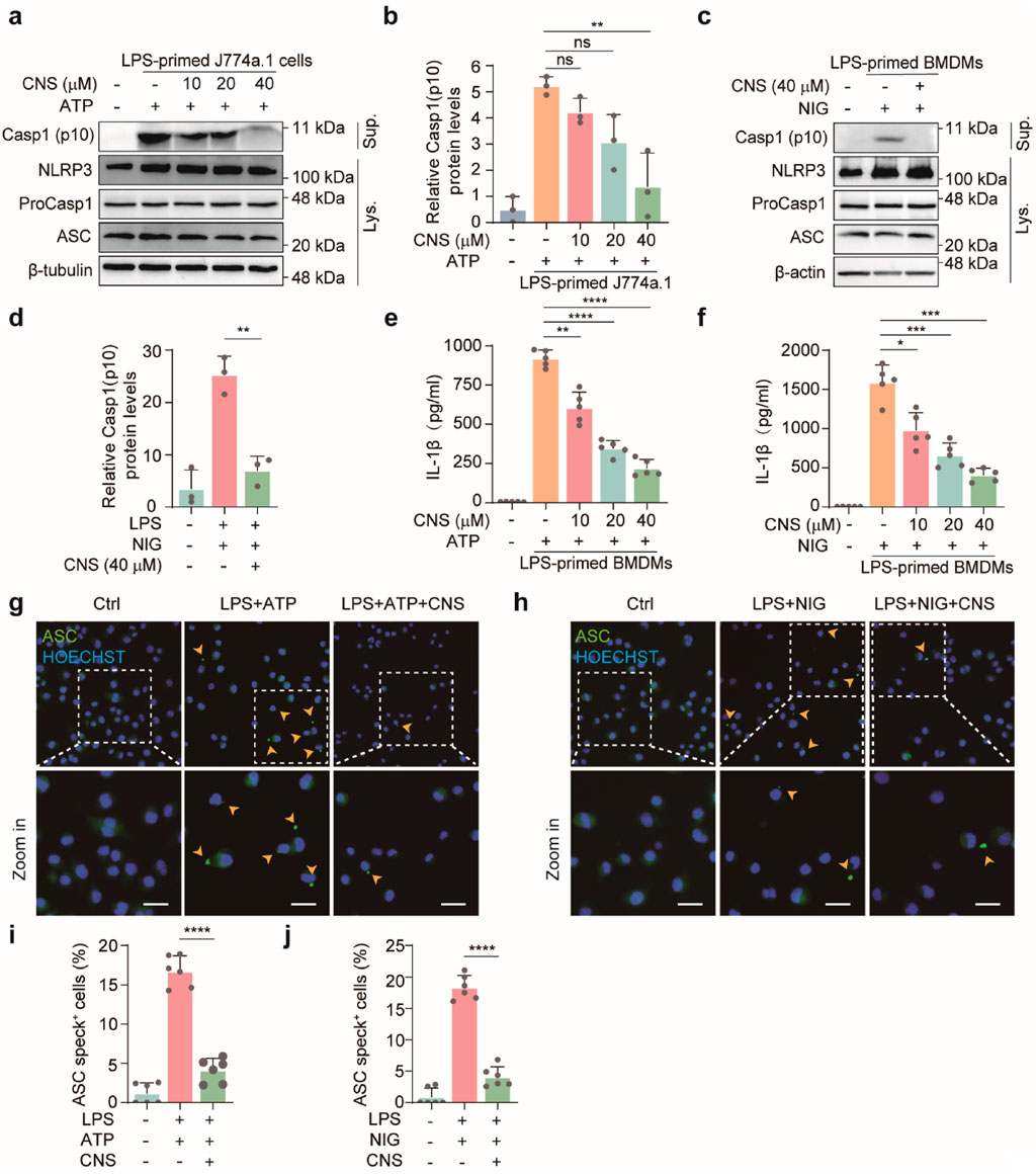 Western blot panels (a, c) show Casp1, NLRP3, ProCasp1, and ASC protein levels in LPS-treated cells with various cornuside (CNS) concentrations. Bar graphs (b, d, e, f) illustrate relative protein levels and IL-1β concentrations. Images (g, h) depict ASC speck formation in cells stained with HOECHST and ASC antibodies under different treatments, with insets showing detailed speck visualization. Bar graphs (i, j) quantify the percentage of ASC speck-positive cells. Statistical annotations indicate significant differences.