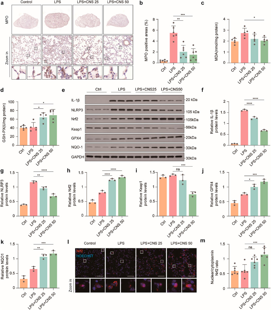 Scientific illustration showing histology, Western blots, and bar graphs. Part (a) displays lung tissue stained for MPO with increasing magnifications across treatments: Control, LPS, LPS+CNS 25, and LPS+CNS 50. Parts (b)-(d) show bar graphs of MPO positive areas, MDA levels, and GSH-PX levels. Part (e) presents Western blots for IL-1β, NLRP3, Nrf2, Keap1, GPX4, NQO-1, and GAPDH across treatments. Parts (f)-(k) illustrate relative protein levels of IL-1β, NLRP3, Nrf2, Keap1, GPX4, and NQO-1. Part (l) exhibits fluorescence images of Nrf2 expression in treated tissues. Part (m) shows Nrf2 nuclear/cytoplasmic ratio as a bar graph. Statistical significance is indicated by asterisks.
