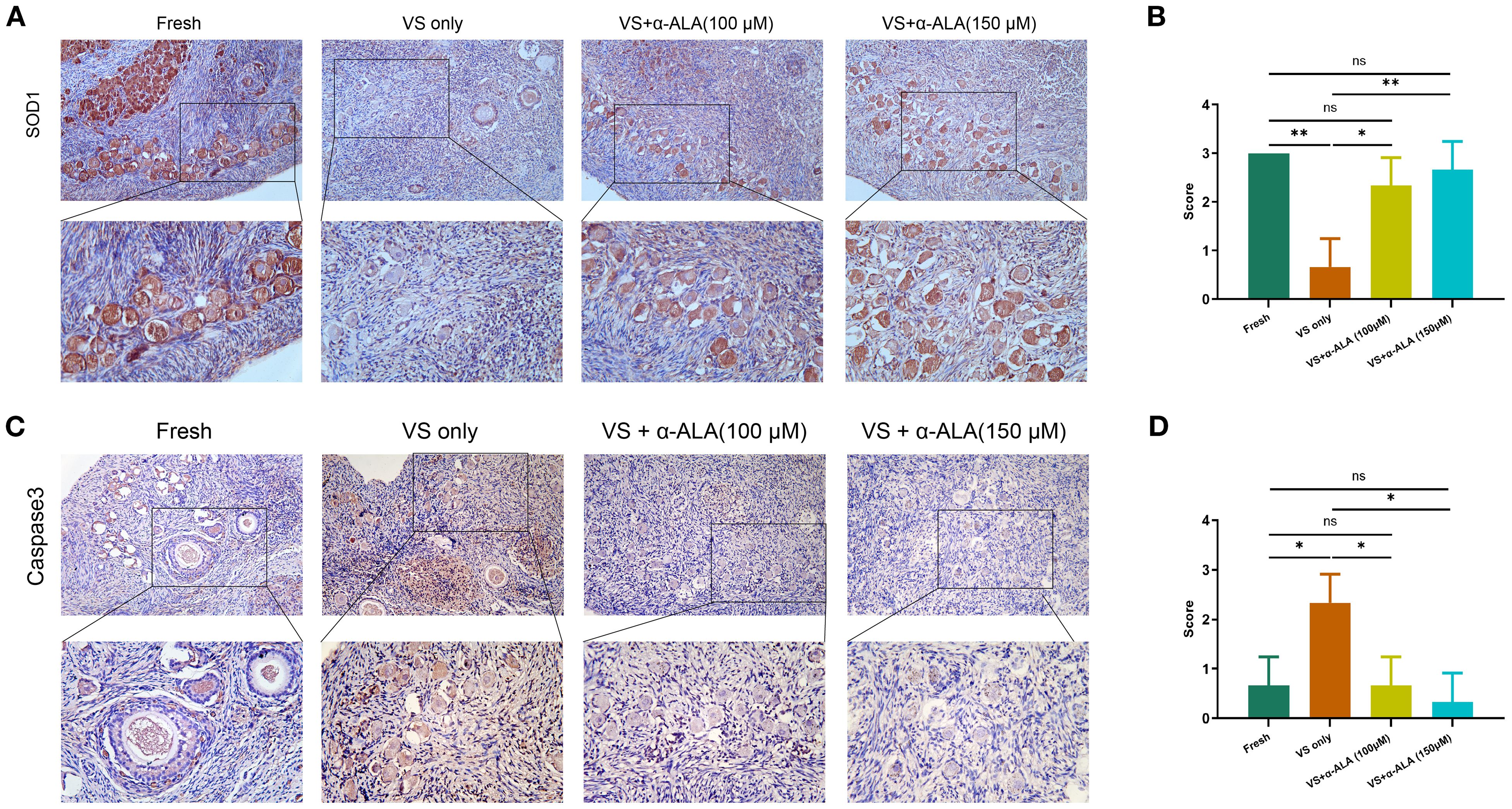 Panels A and C show microscopic images of tissue stained for SOD1 and Caspase3 under different conditions: Fresh, VS only, VS plus α-ALA at 100 µM, and VS plus α-ALA at 150 µM. Each image has a magnified section. Panels B and D present bar graphs representing the scoring of the staining intensity for each condition with statistical significance indicated by asterisks.