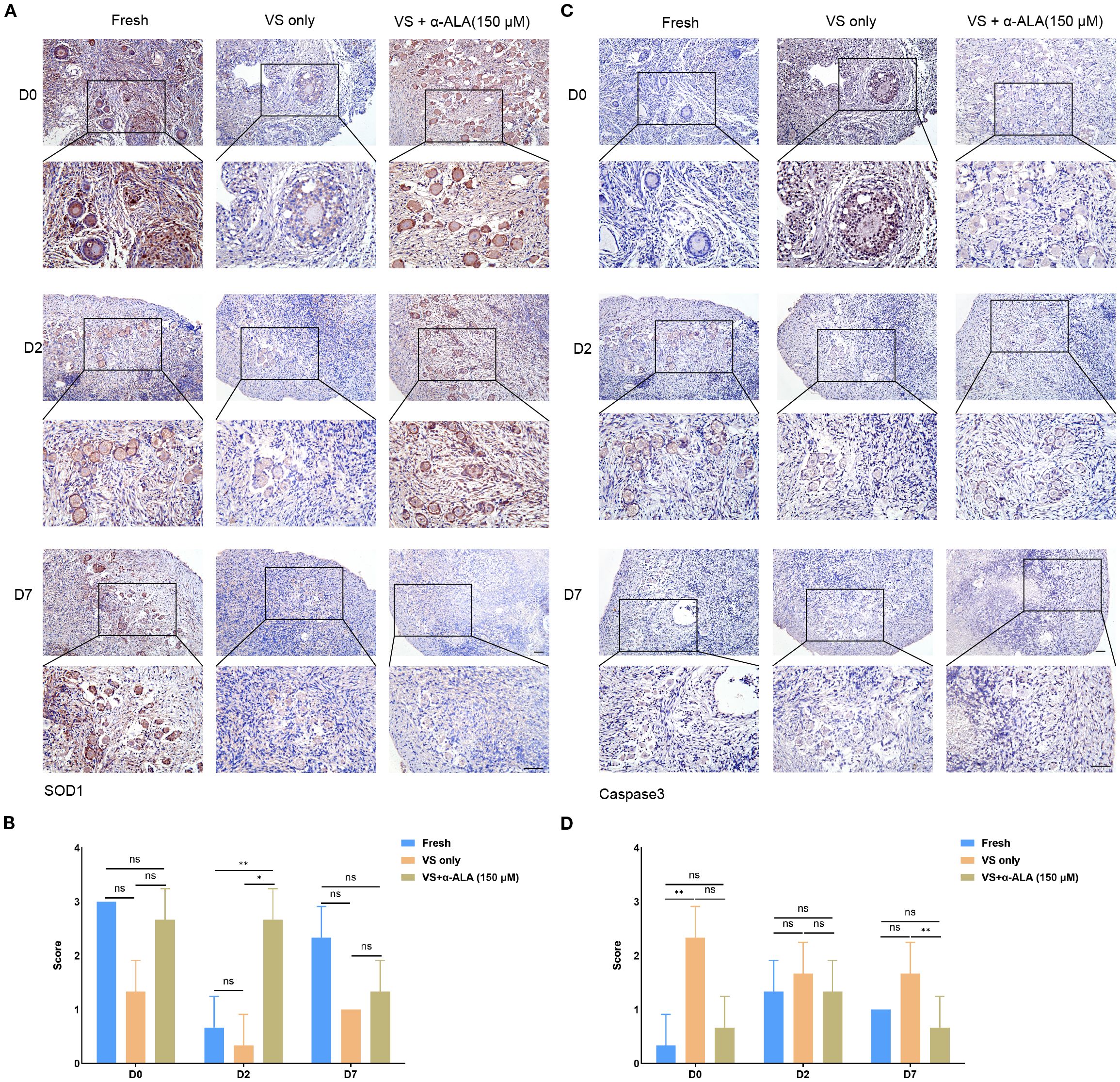 Histological micrographs and bar graphs depict experimental results. Panels A and C show tissue samples stained at different times (D0, D2, D7) with conditions: Fresh, VS only, and VS + α-ALA (150 μM). Panel A shows SOD1 staining, and Panel C shows Caspase 3 staining. Insets highlight areas of interest. Panels B and D are bar graphs comparing scores under similar conditions, demonstrating statistical significance marked by asterisks.