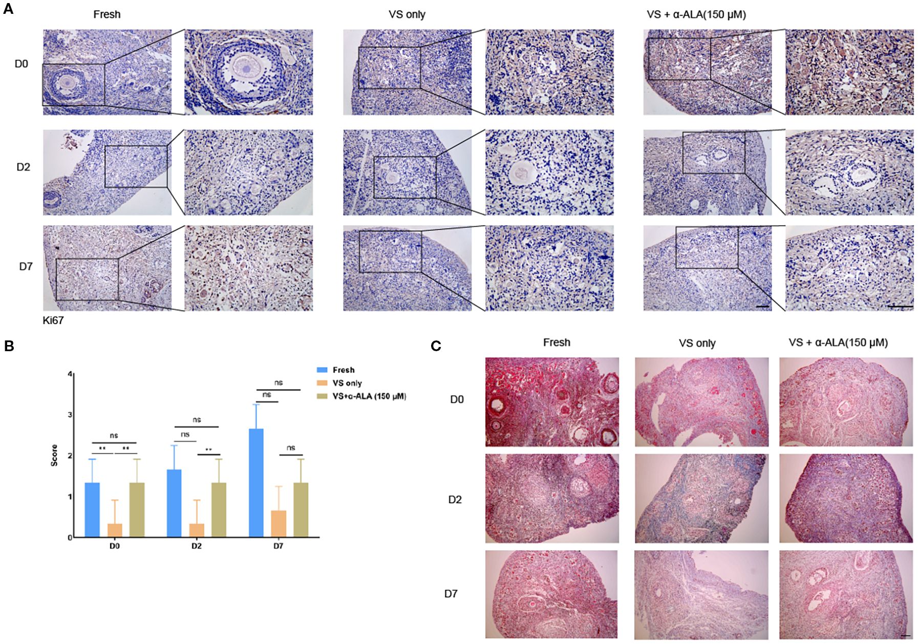 Panel A shows stained tissue sections at different days (D0, D2, D7) under three conditions: Fresh, VS only, and VS + α-ALA (150 μM), highlighting cellular structures. Panel B is a bar chart comparing scores across the same conditions and days, with “ns” and asterisks indicating statistical significance. Panel C presents additional stained sections under the same conditions and time points, emphasizing different tissue characteristics.
