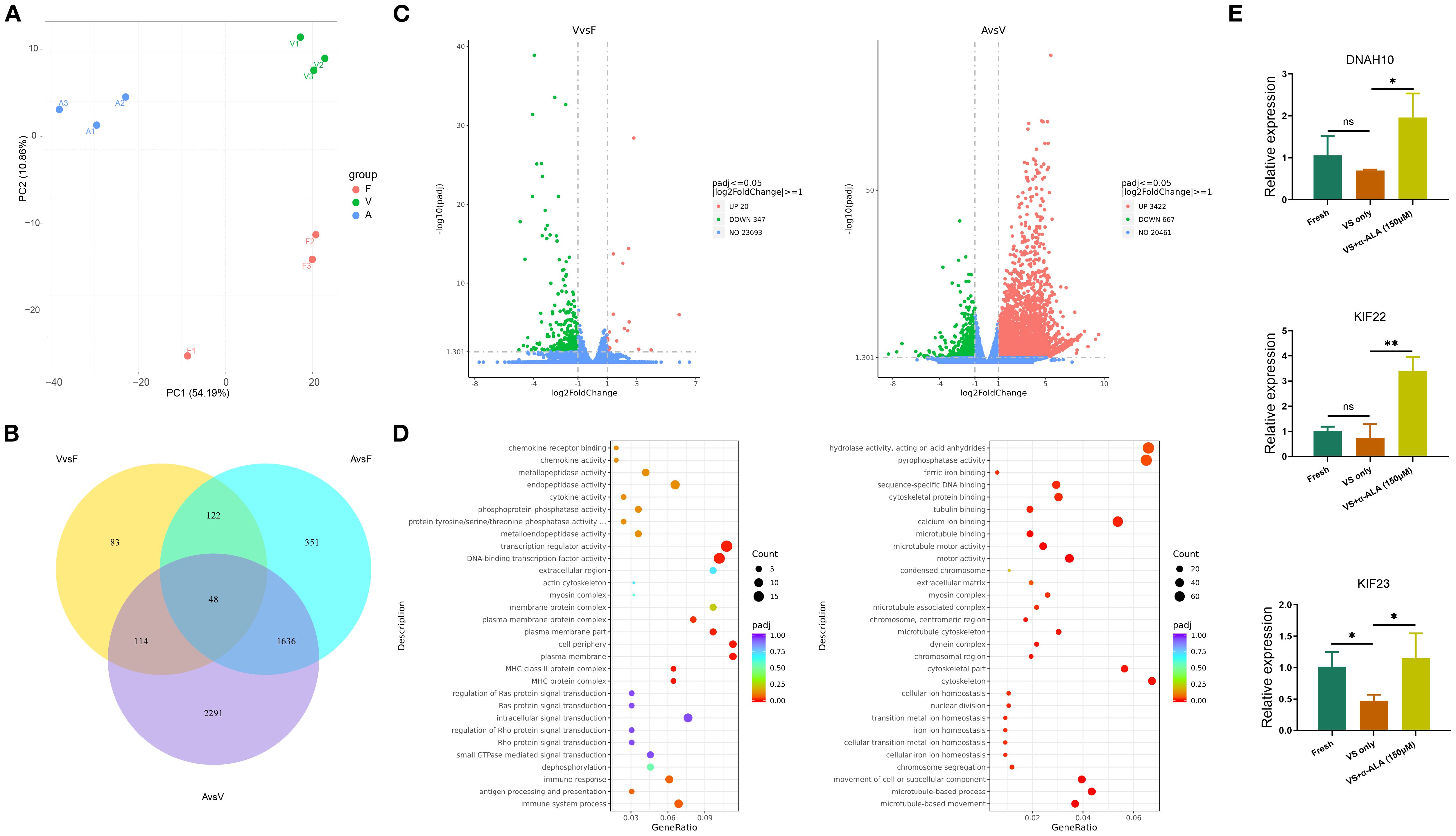 Grouped data visualizations with five panels: A shows a PCA plot with three groups (F, V, A), distinguished by colors, explaining 54.19% and 10.66% variance. B presents a Venn diagram comparing gene overlaps in VvsF, AvsF, and AvsV groups. C features two volcano plots for VvsF and AvsV groups, showing significant genes based on log2 fold change and adjusted p-value criteria. D depicts bubble plots of gene functions categorized by GeneRatio and padj values, with varying bubble sizes representing counts. E contains bar graphs of relative gene expression for DNAH10, KIF22, and KIF23 across conditions with significance markers.