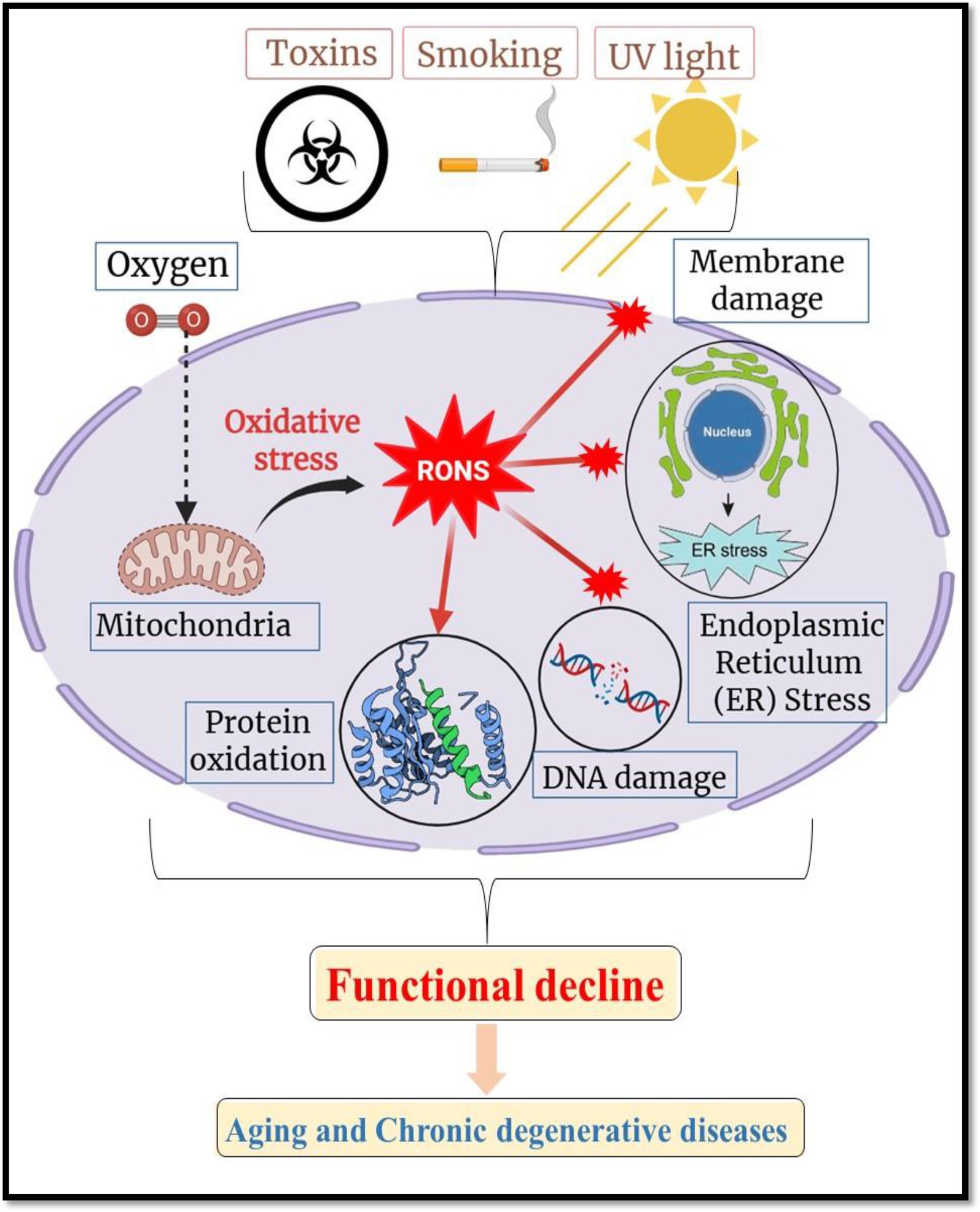 Diagram depicting oxidative stress caused by toxins, smoking, and UV light leading to Reactive Oxygen and Nitrogen Species (RONS). This results in membrane damage, protein oxidation, DNA damage, and endoplasmic reticulum stress, collectively causing functional decline and contributing to aging and chronic degenerative diseases.