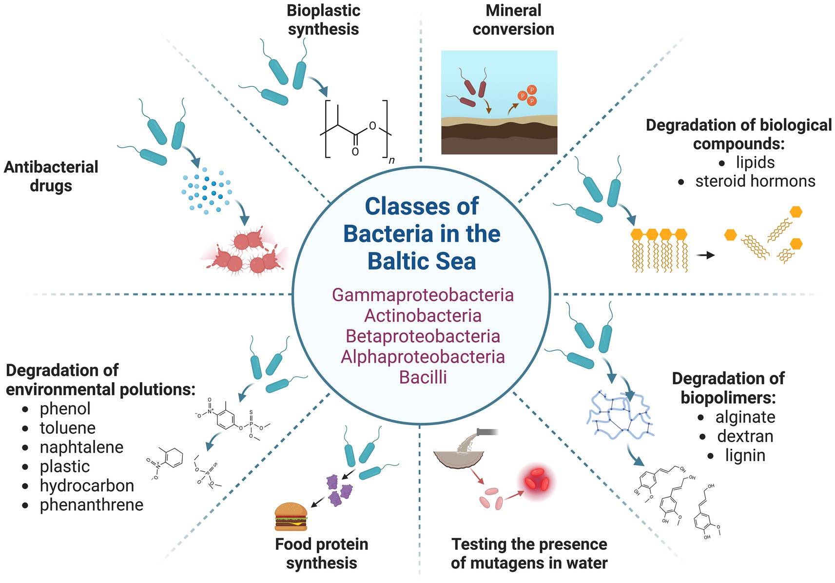 Diagram showing various functions of bacteria classes in the Baltic Sea. Central circle lists classes: Gammaproteobacteria, Actinobacteria, Betaproteobacteria, Alphaproteobacteria, and Bacilli. Surrounding functions include antibacterial drug production, bioplastic synthesis, mineral conversion, degradation of biological compounds and environmental pollutants, biopolymer degradation, food protein synthesis, and mutagen testing.