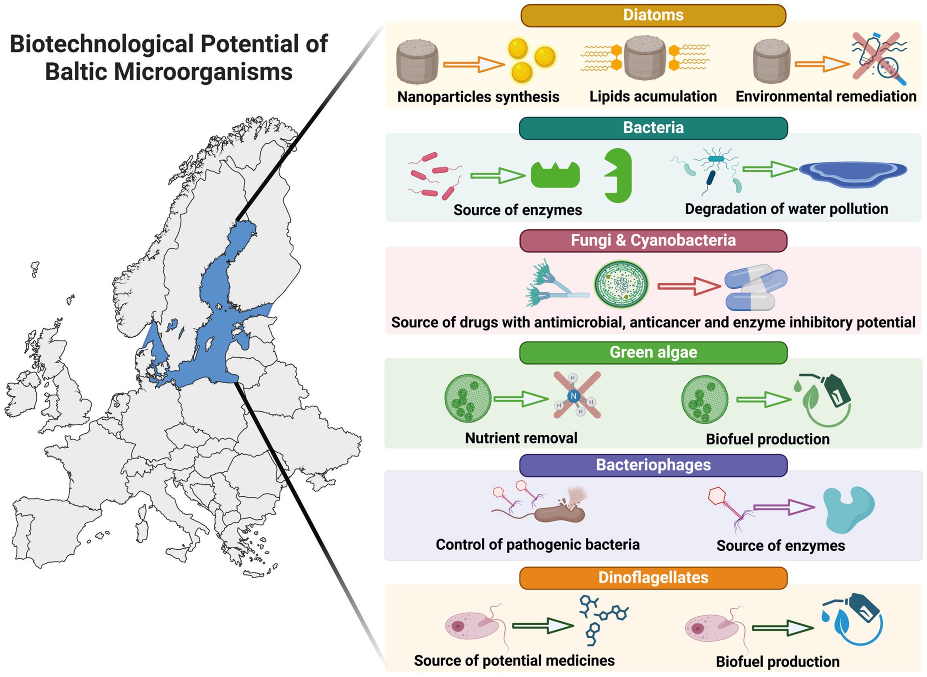Map of Europe highlighting the Baltic Sea, labeled “Biotechnological Potential of Baltic Microorganisms.“ Diatoms synthesize nanoparticles and lipids, aiding in environmental remediation. Bacteria provide enzymes and degrade pollution. Fungi and cyanobacteria offer antimicrobial drugs. Green algae remove nutrients and produce biofuels. Bacteriophages control bacteria and deliver enzymes. Dinoflagellates produce medicines and biofuels.