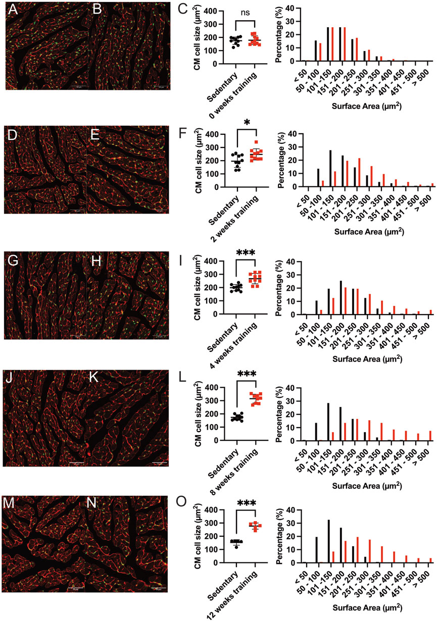 Histological images and graphs illustrate cardiomyocyte (CM) cell size changes at varying training durations: 0, 2, 4, 8, and 12 weeks. Each set includes two microscopy images, a scatter plot comparing sedentary and trained groups, and a bar graph showing the percentage distribution of CM surface area. Significant differences are marked with asterisks, indicating increased CM size with prolonged training.