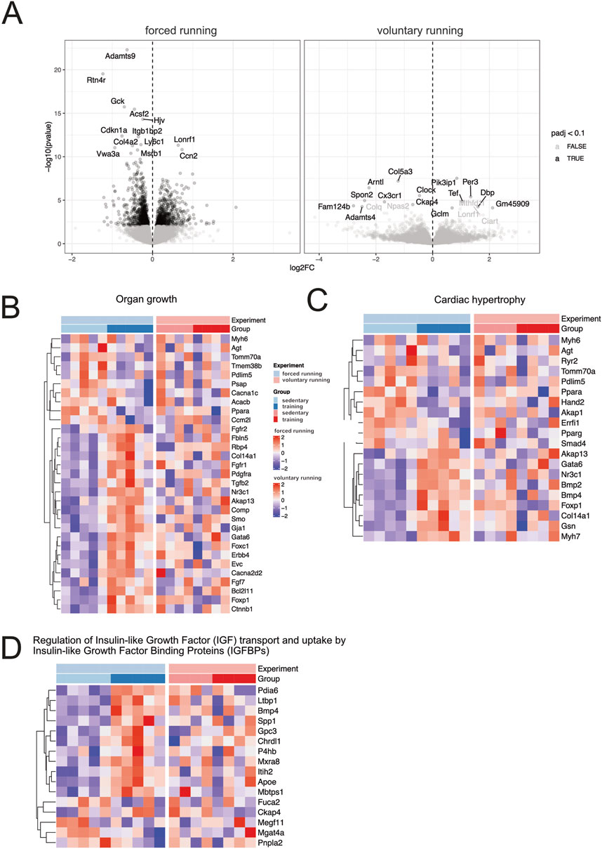 Panel A shows two volcano plots comparing gene expression changes in forced and voluntary running, highlighting specific genes. Panels B, C, and D present heatmaps. Panel B is for organ growth, Panel C is for cardiac hypertrophy, and Panel D is for IGF regulation, each with expression data across different groups and experiments, indicated by color gradients.