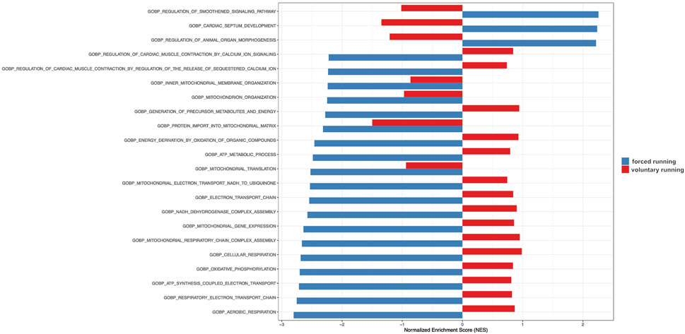 Horizontal bar chart displaying normalized enrichment scores for various gene ontology biological processes. Blue bars represent forced running, and red bars represent voluntary running. Processes include regulation of smoothed signaling pathway, cardiac septum development, and aerobic respiration. Each category is quantified on a scale from negative three to positive three.