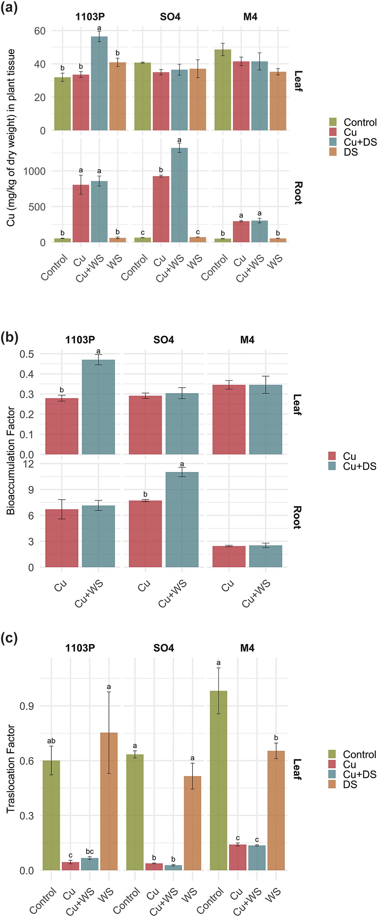 Three bar graphs illustrate copper concentration in plants. Graph (a) shows copper levels in leaves and roots across four treatments (Control, Cu, Cu+WS, WS) for varieties 1103P, SO4, M4. Graph (b) displays bioaccumulation factors for the same setups. Graph (c) presents translocation factors, with treatments Control, Cu, Cu+WS, and DS for leaf varieties 1103P, SO4, M4. Treatment comparison is color-coded with statistical significance marked by letters.