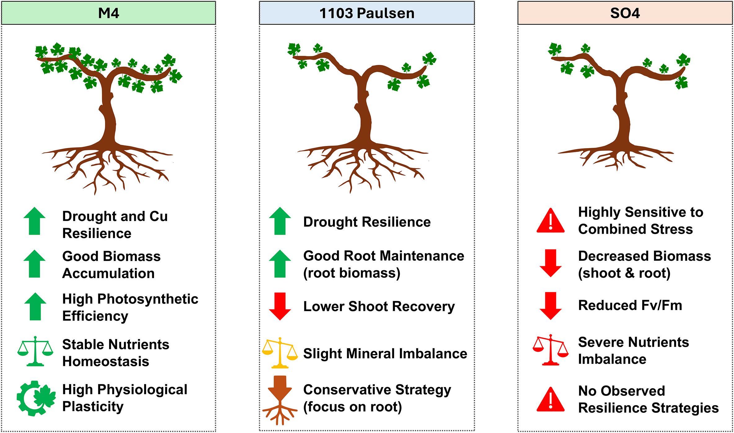 Diagram comparing three plant varieties: M4, 1103 Paulsen, and SO4. M4 shows features like increased drought resilience and biomass accumulation. 1103 Paulsen has strengths in drought resilience and root maintenance but shows a slight mineral imbalance. SO4 is highly sensitive to stress, with decreased biomass and severe nutrient imbalance. Each section includes icons and arrows illustrating strengths and weaknesses.