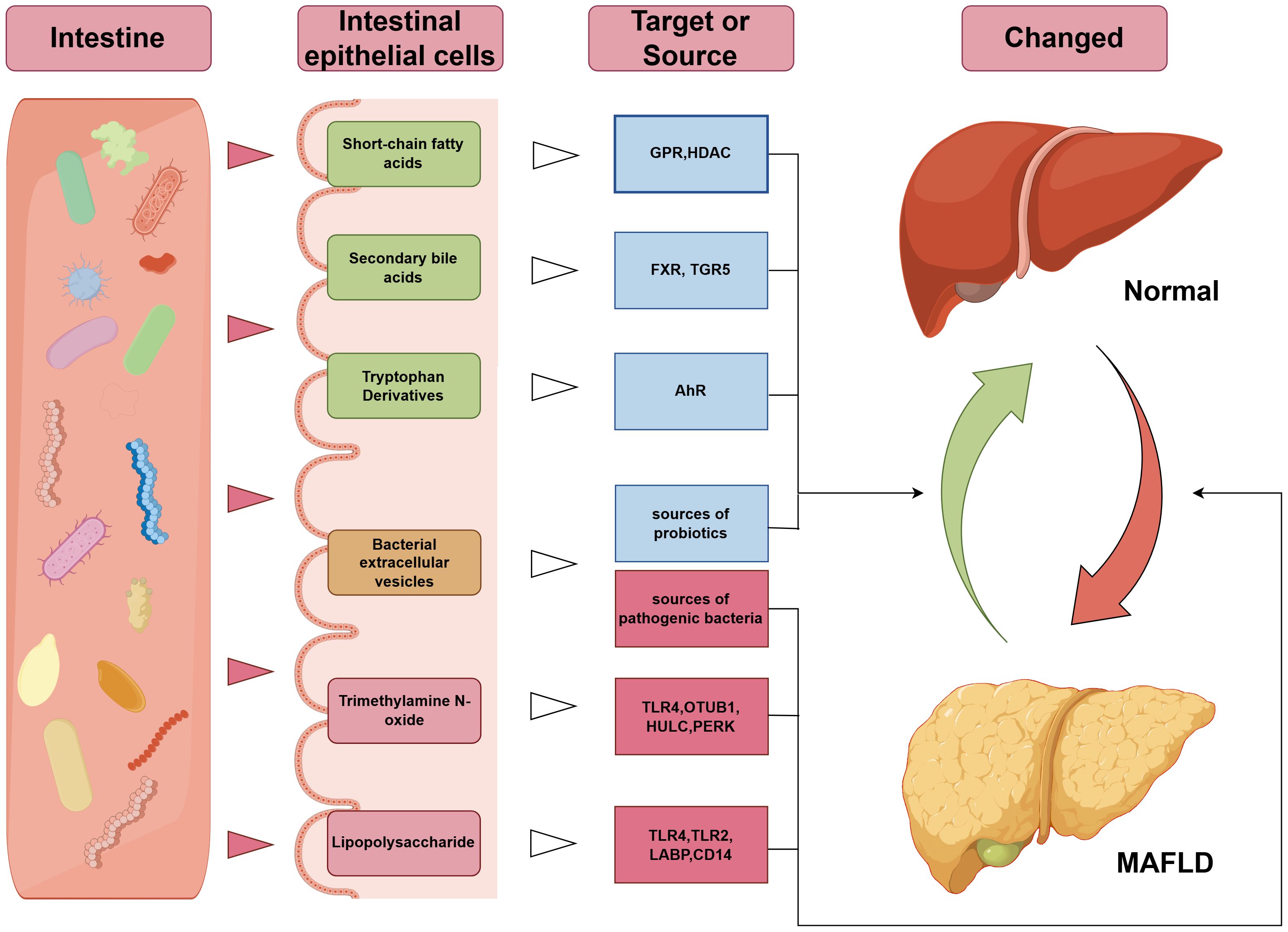 Diagram showing the relationship between intestine, intestinal epithelial cells, target or source, and liver conditions. The intestine contains items like bacteria, which influence epithelial cells. These cells produce short-chain fatty acids and other substances, targeting sources like probiotics. The liver can be normal or affected by MAFLD, highlighted by arrows indicating change.