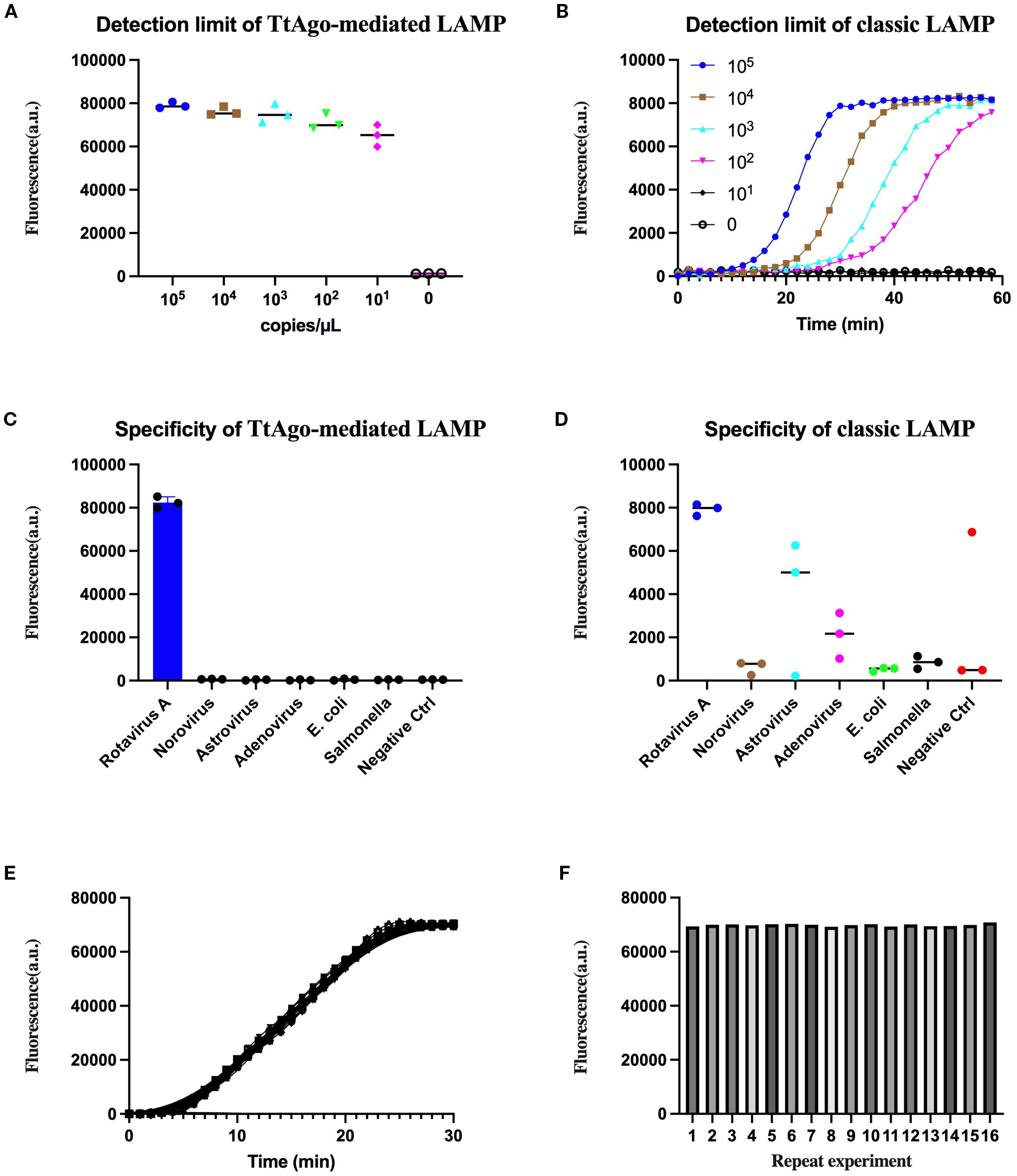 Panel of six charts showing data on TtAgo-mediated and classic LAMP methods. A: Detection limit of TtAgo-mediated LAMP with fluorescence intensity versus copies per microliter. B: Detection limit of classic LAMP with fluorescence against time for varying copies. C: Specificity of TtAgo-mediated LAMP with high fluorescence for Rotavirus A. D: Specificity of classic LAMP with higher fluorescence for multiple viruses. E: Real-time fluorescence of TtAgo-mediated LAMP over time. F: Consistency of TtAgo-mediated LAMP shown through repeated experiments with consistent fluorescence measurements.