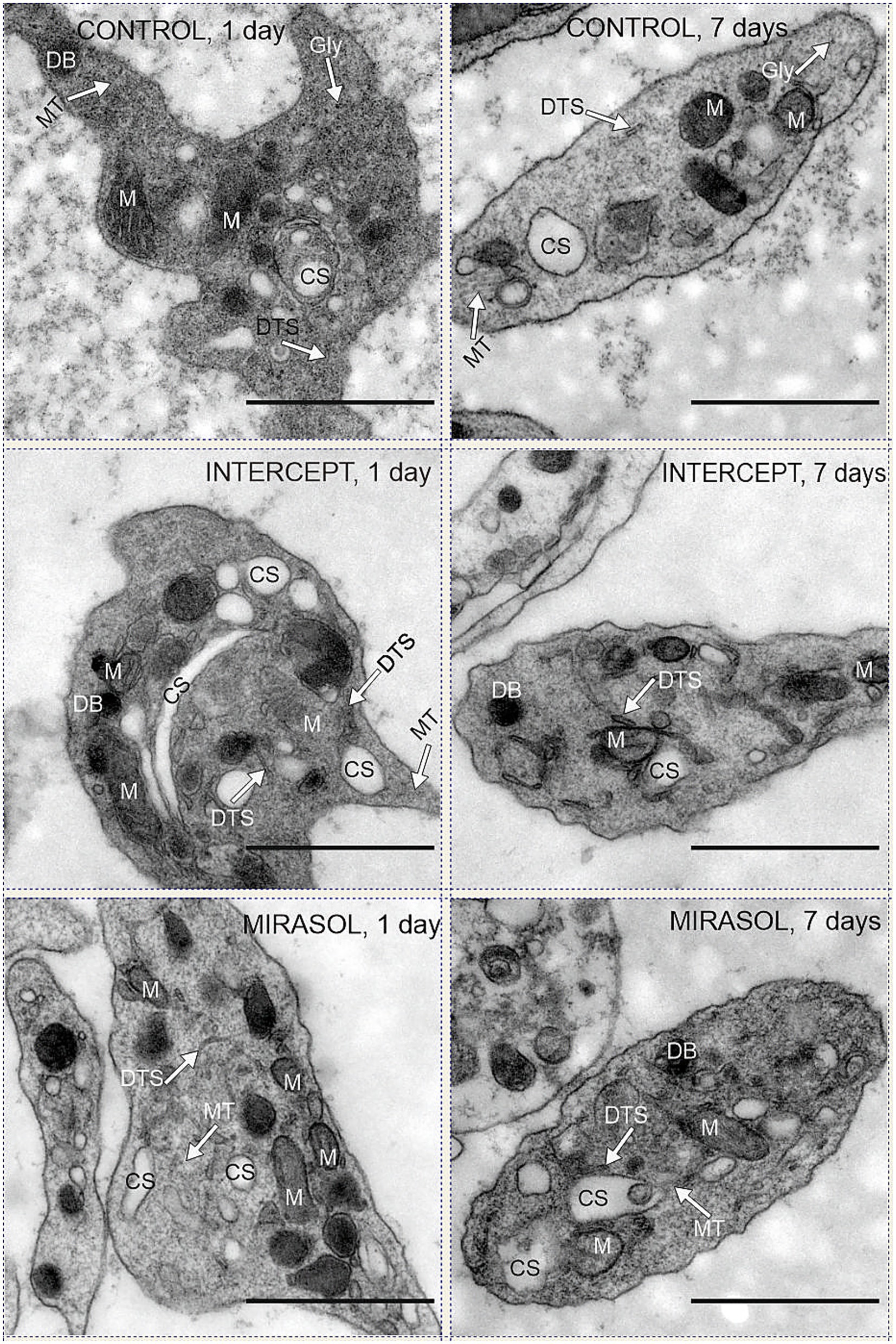 Electron microscopy images of cells under different treatments and time points. Top row: Control group at one day and seven days, showing labeled cellular structures such as mitochondria (M), dense tubules (DTS), dense bodies (DB), and marginal tubes (MT). Middle row: Intercept group at one day and seven days, with similar structures labeled. Bottom row: Mirasol group at one day and seven days, displaying cellular components like mitochondria and dense tubules. Each image features a scale bar for measurement reference.