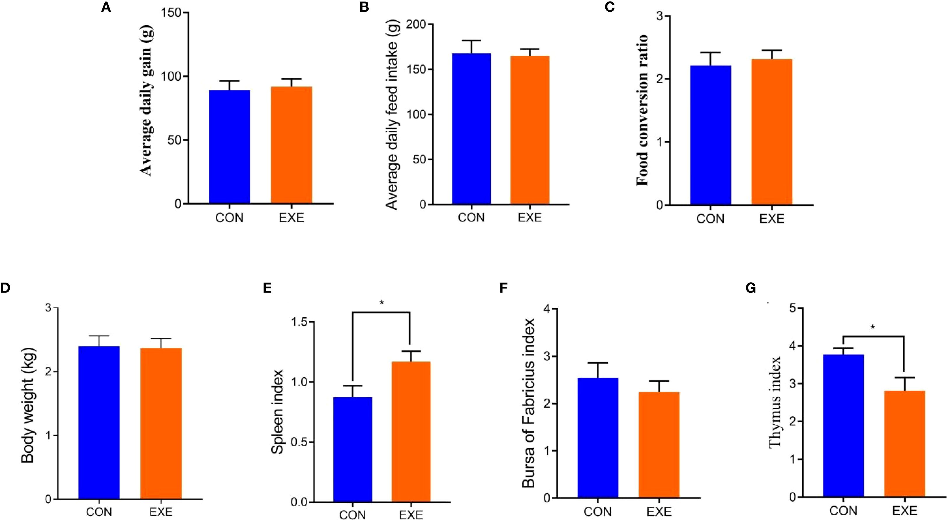 Bar charts compare control (CON) and exercise (EXE) groups. Panels A-G measure average daily gain, feed intake, food conversion ratio, body weight, spleen index, Bursa of Fabricius index, and thymus index. Significant differences are noted in spleen and thymus indexes.