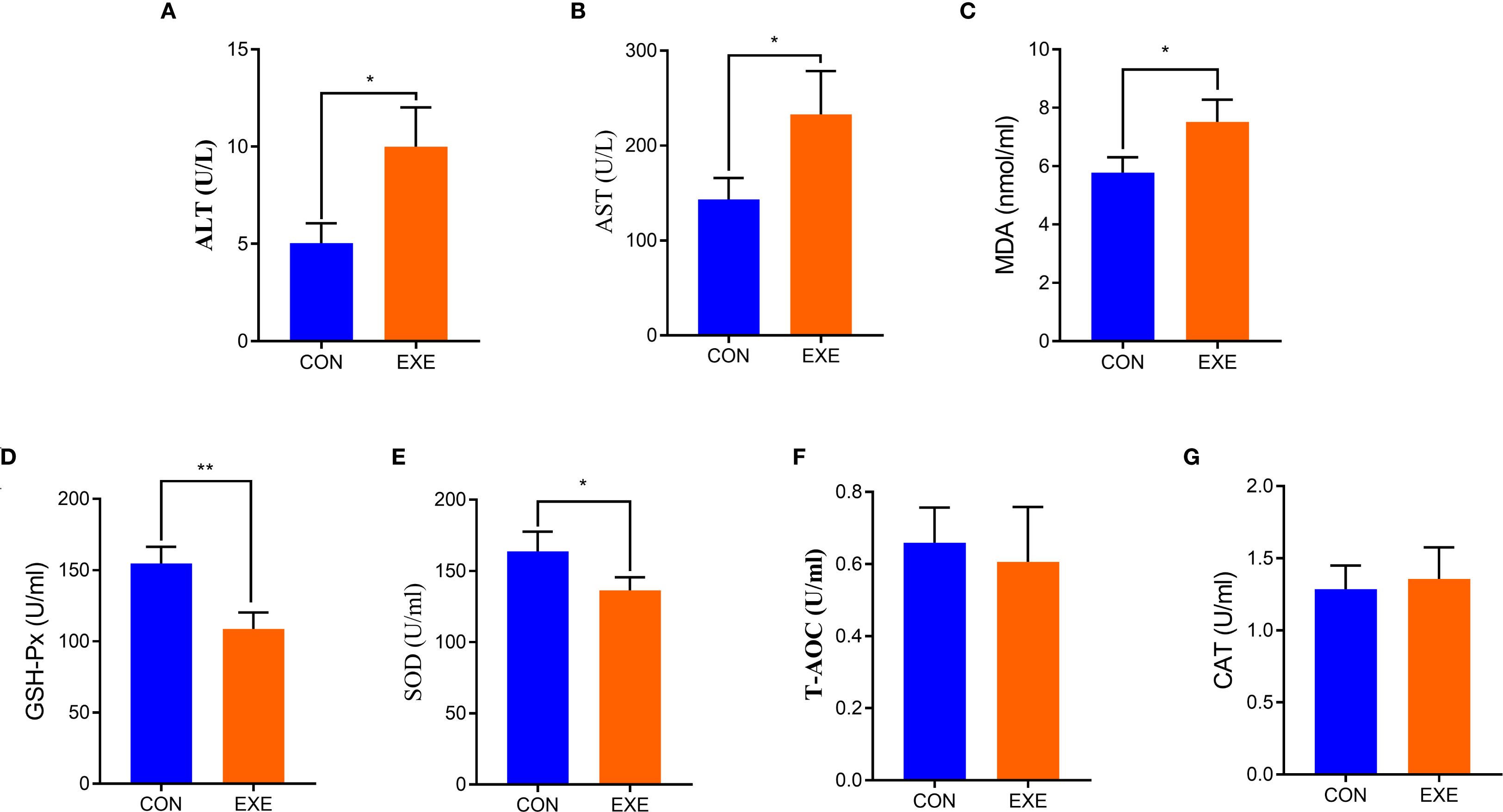 Bar charts compare biochemical markers between control (CON) and exercise (EXE) groups. Panels A-G show ALT, AST, MDA, GSH-Px, SOD, T-AOC, and CAT levels, respectively. EXE shows significant increases in ALT, AST, MDA and decreases in GSH-Px, SOD. T-AOC and CAT show no significant difference. Statistical significance is indicated by asterisks.