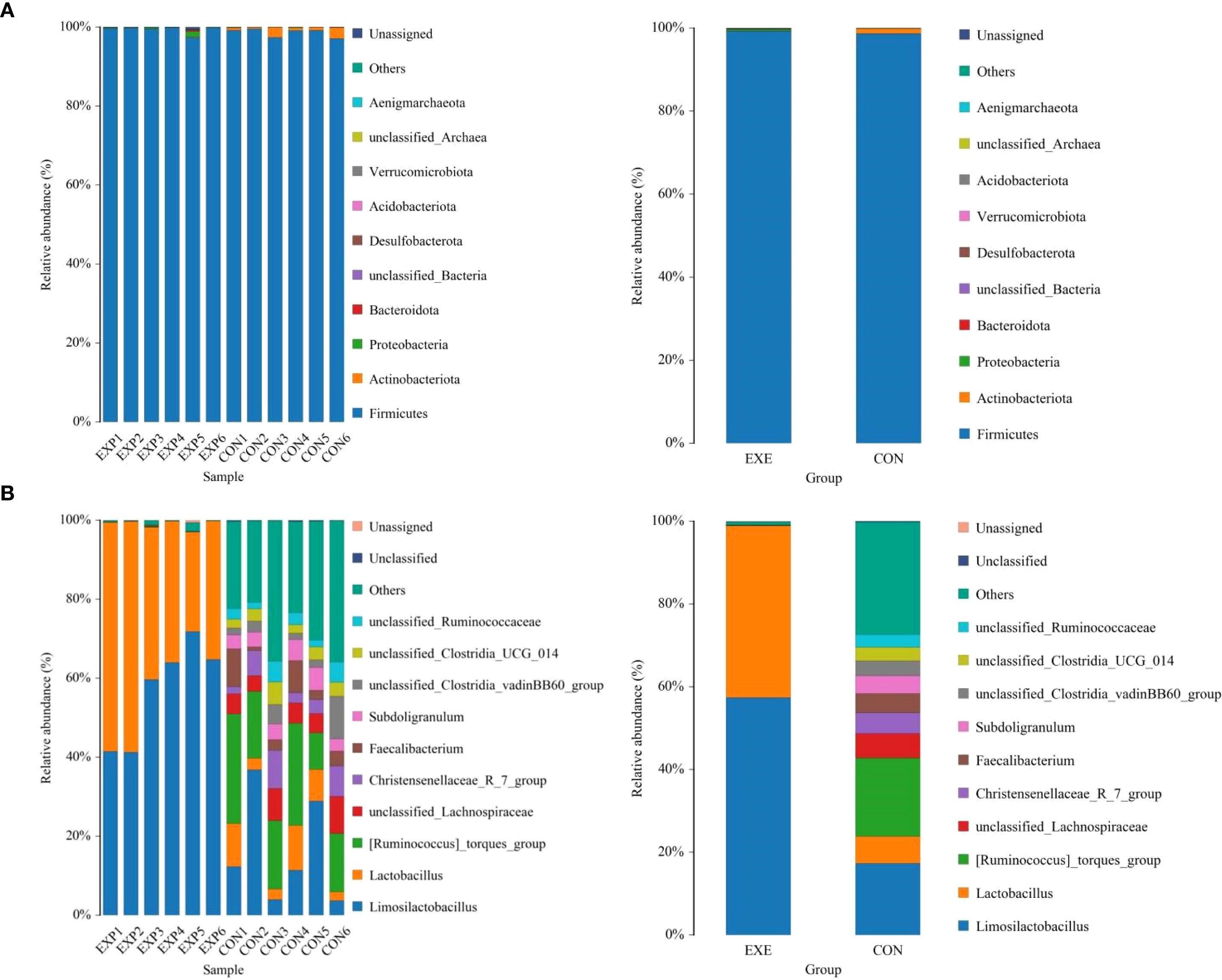 Bar charts showing the relative abundance of various microbial taxa across samples and groups. In panel A, Firmicutes dominate both sample set EXE and CON with additional minor taxa like Actinobacteriota and Proteobacteria. In panel B, a more diverse range of taxa is shown, with notable proportions of Firmicutes, Actinobacteriota, and others. Group EXE exhibits higher microbial diversity compared to group CON. Different colors represent various taxa, as indicated by the legend.