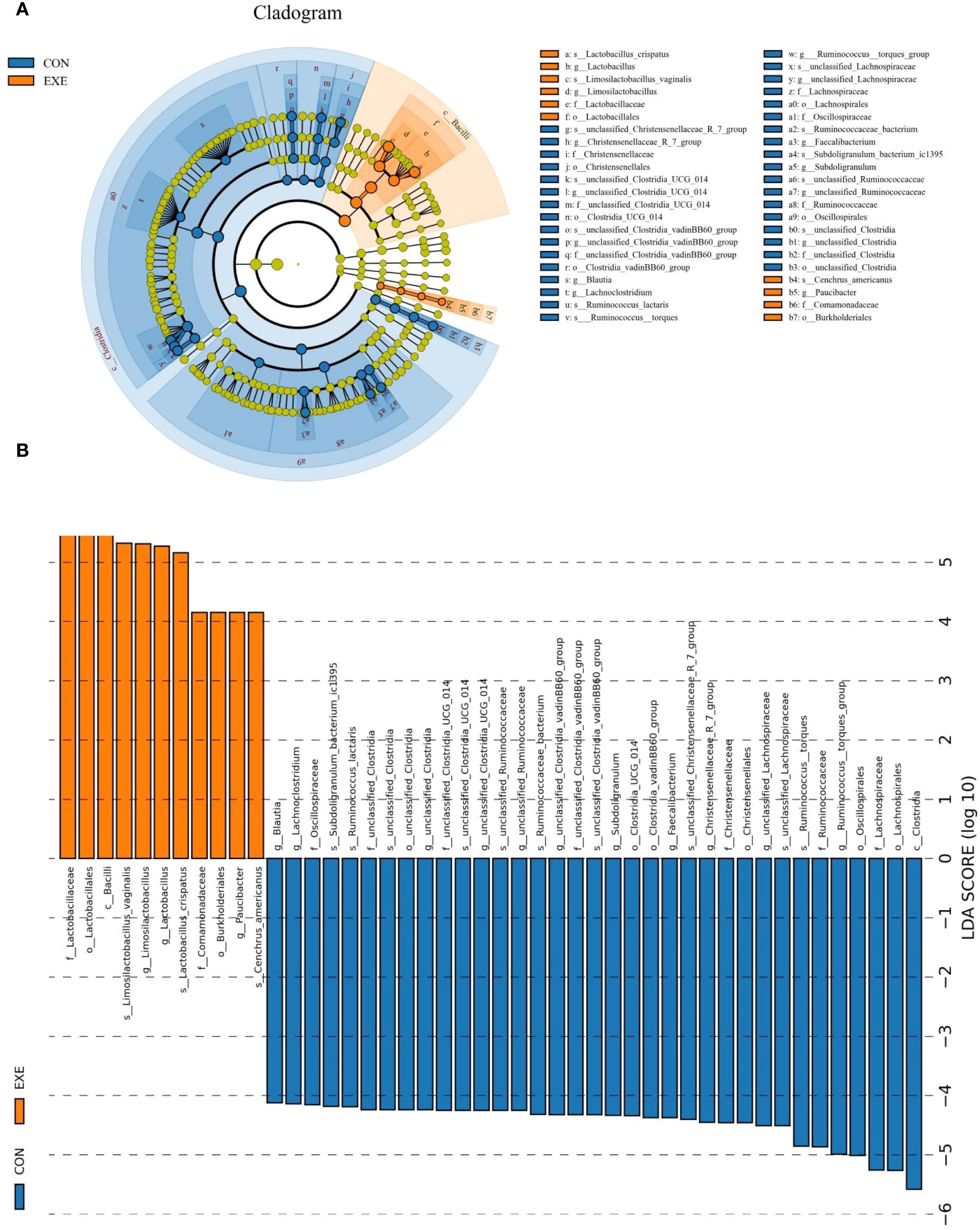Cladogram and bar graph depicting microbial taxa differences between control (blue) and exercise (orange) groups. The cladogram shows hierarchical relationships among taxa, highlighting significant differences in colored sections. The bar graph compares the LDA scores of specific taxa, indicating relative abundance changes between the two groups. Key taxa are listed alongside the graphs for reference.