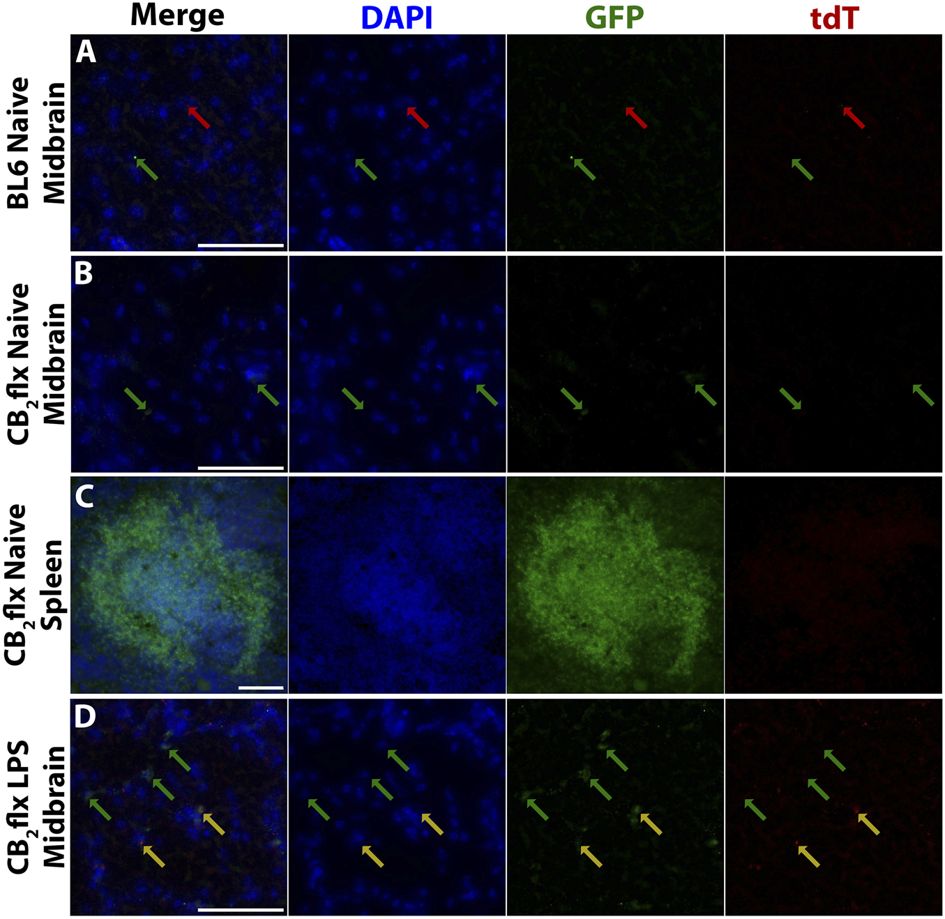 Four panels labeled A through D show fluorescent microscopy images of midbrain and spleen tissue. Panel A displays BL6 Naive Midbrain with blue, green, and red signals. Panel B shows CB2flx Naive Midbrain with blue and green signals. Panel C illustrates CB2flx Naive Spleen with predominant green and blue signals. Panel D depicts CB2flx LPS Midbrain with blue, green, and yellow signals. Arrows indicate specific points of interest in each image.