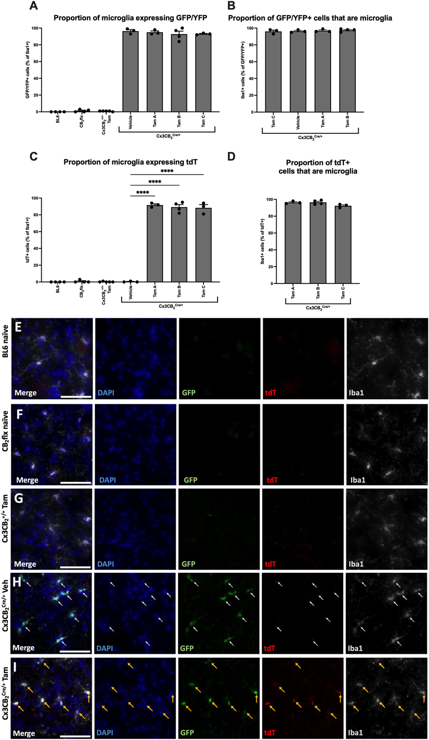 Bar graphs labeled A to D show proportions of microglia expressing GFP/YFP and tdT across various conditions. Panels E to I display fluorescent microscopy images of microglia, highlighting DAPI (blue), GFP (green), tdT (red), and Iba1 (white) under different conditions. Arrows in images indicate specific labeled cells.