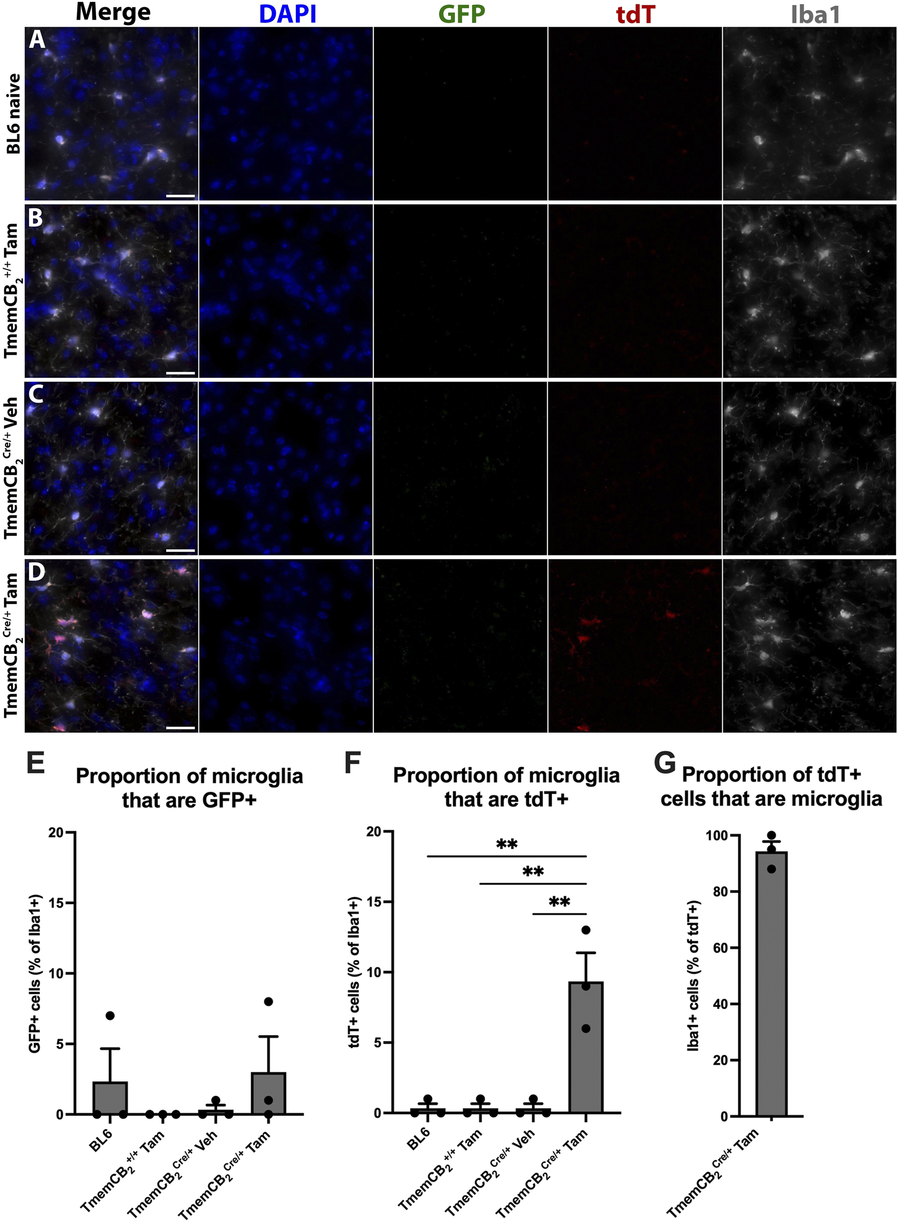 Fluorescent microscopy images and bar graphs detail the proportions of Iba1+ microglia expressing GFP or tdT across experimental conditions. Panels A-D show images of brain tissue under different conditions, labeled for DAPI (blue), GFP (green), tdT (red), and Iba1 (white). Panels E-G provide bar graphs quantifying the percentage of microglia that are GFP-positive or tdT-positive (as a subset of Iba1-positive), and vice versa. Significant differences are indicated in the graphs.