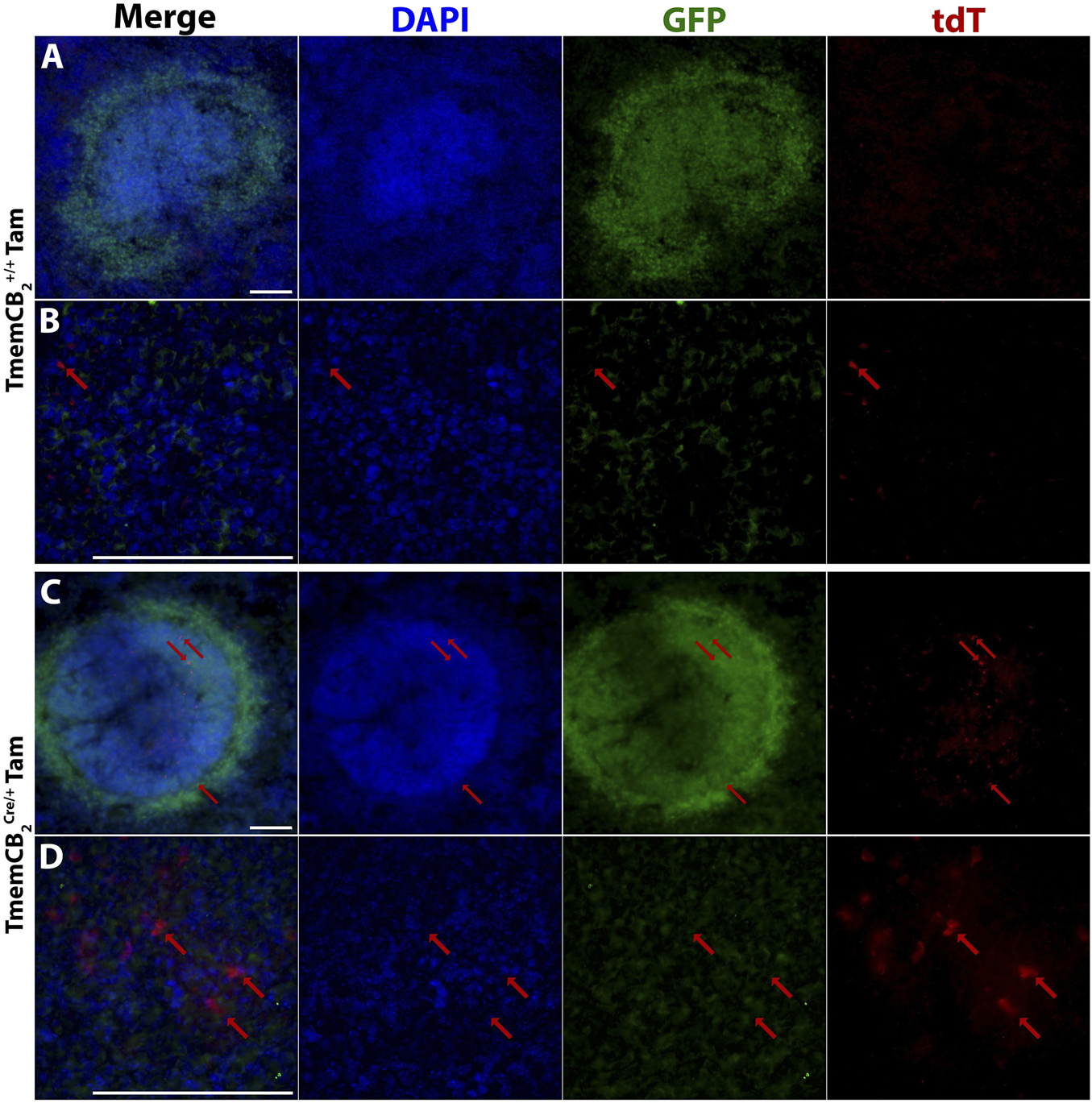 Fluorescent microscopy images of the spleen, at high and low magnification. Each panel includes merged images and individual channels for DAPI (blue), GFP (green), and tdT (red). Red arrows indicate tdT expression.